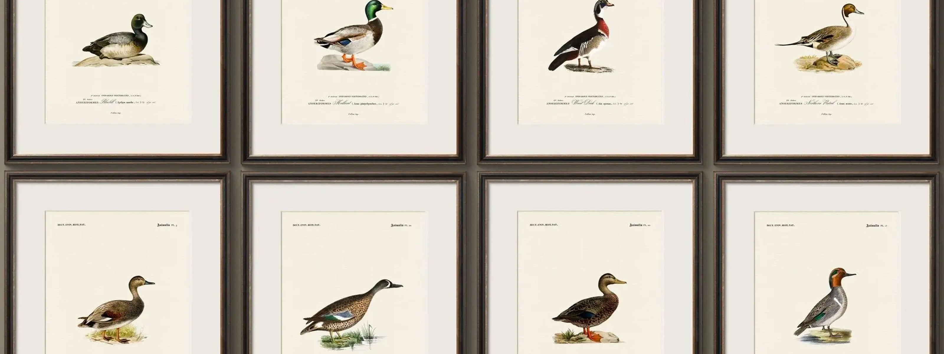 North American Ducks: Vintage Naturalist Illustrations