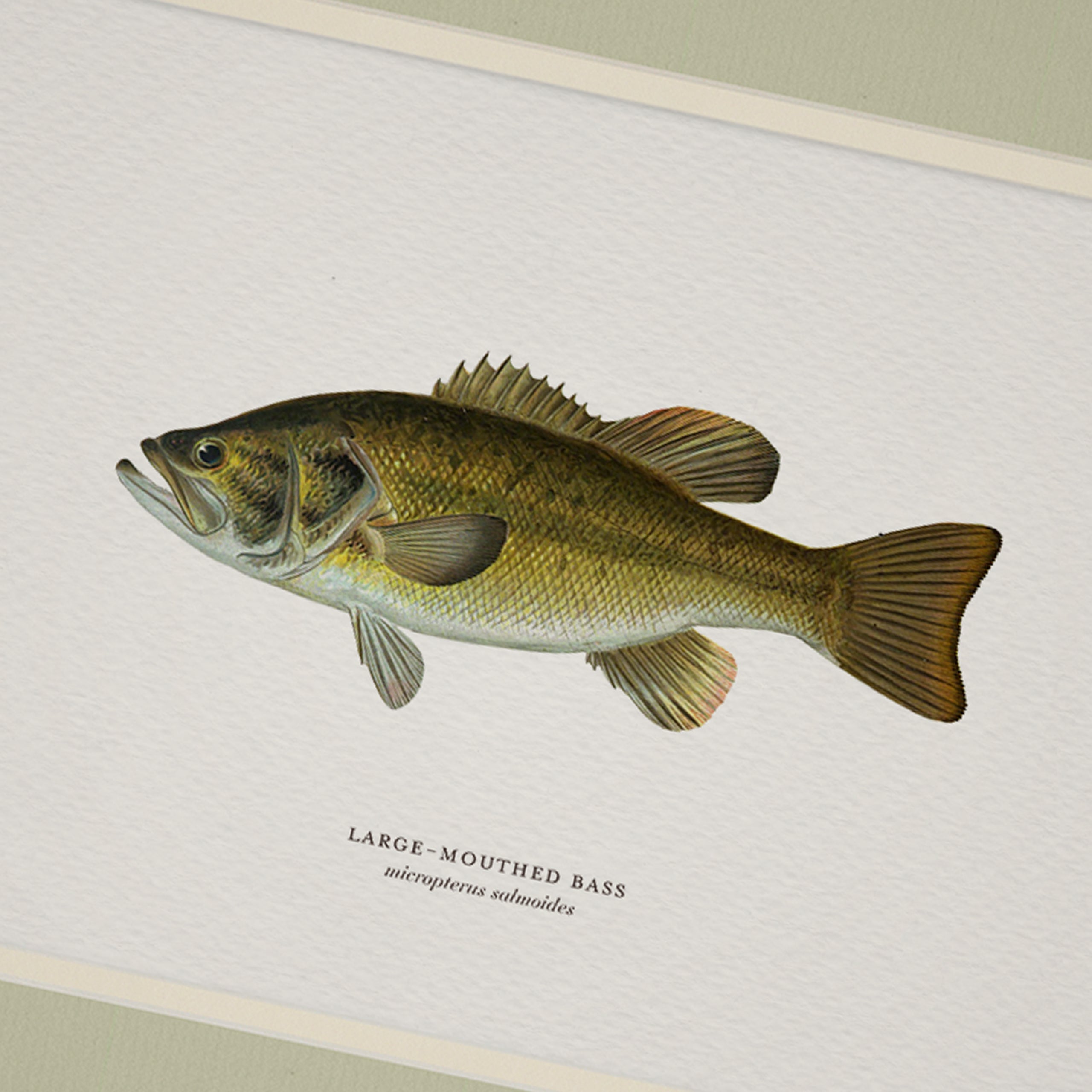 Vintage Naturalist Illustrations: Freshwater Fish