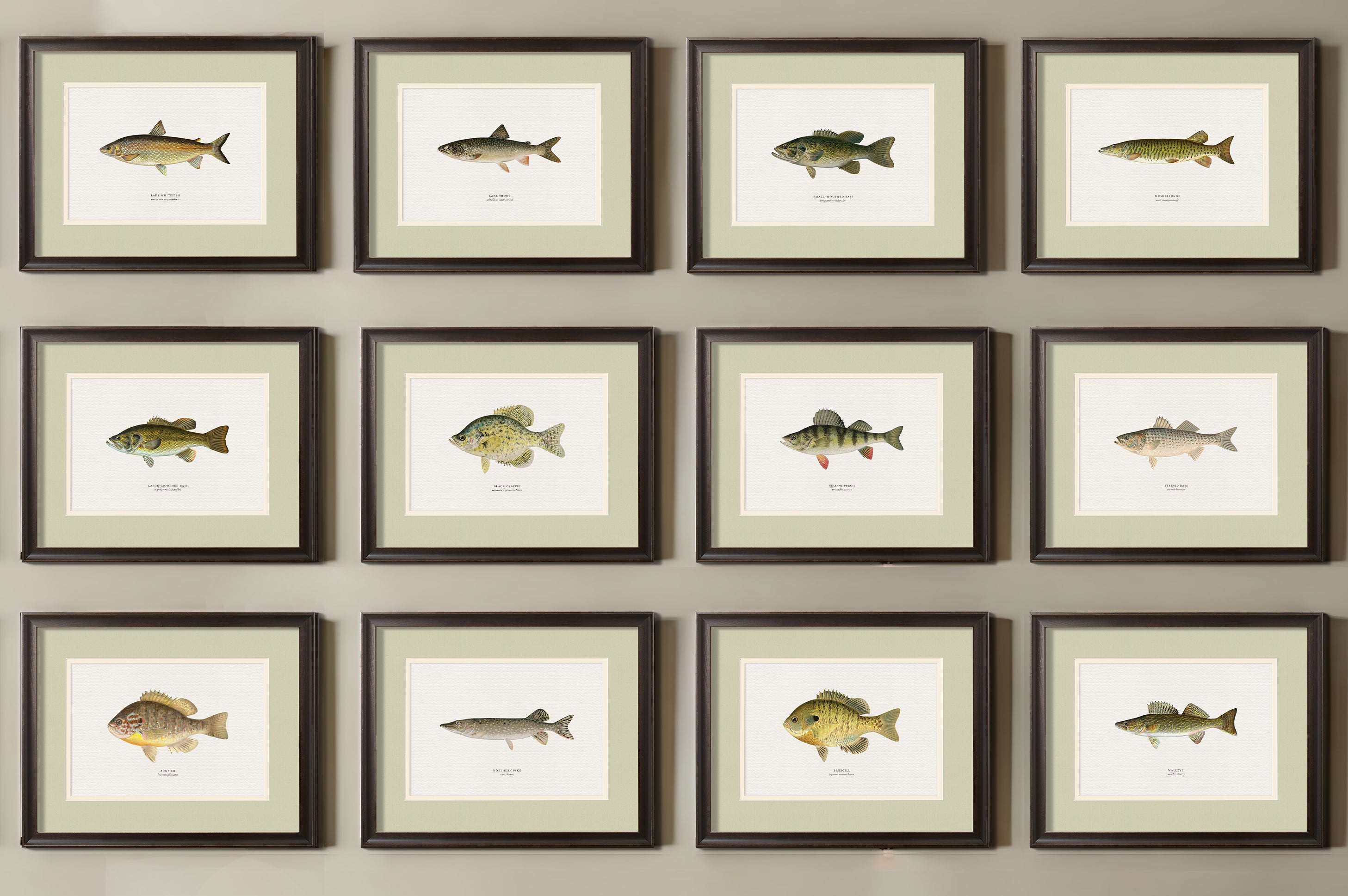 Vintage Naturalist Illustrations: Freshwater Fish