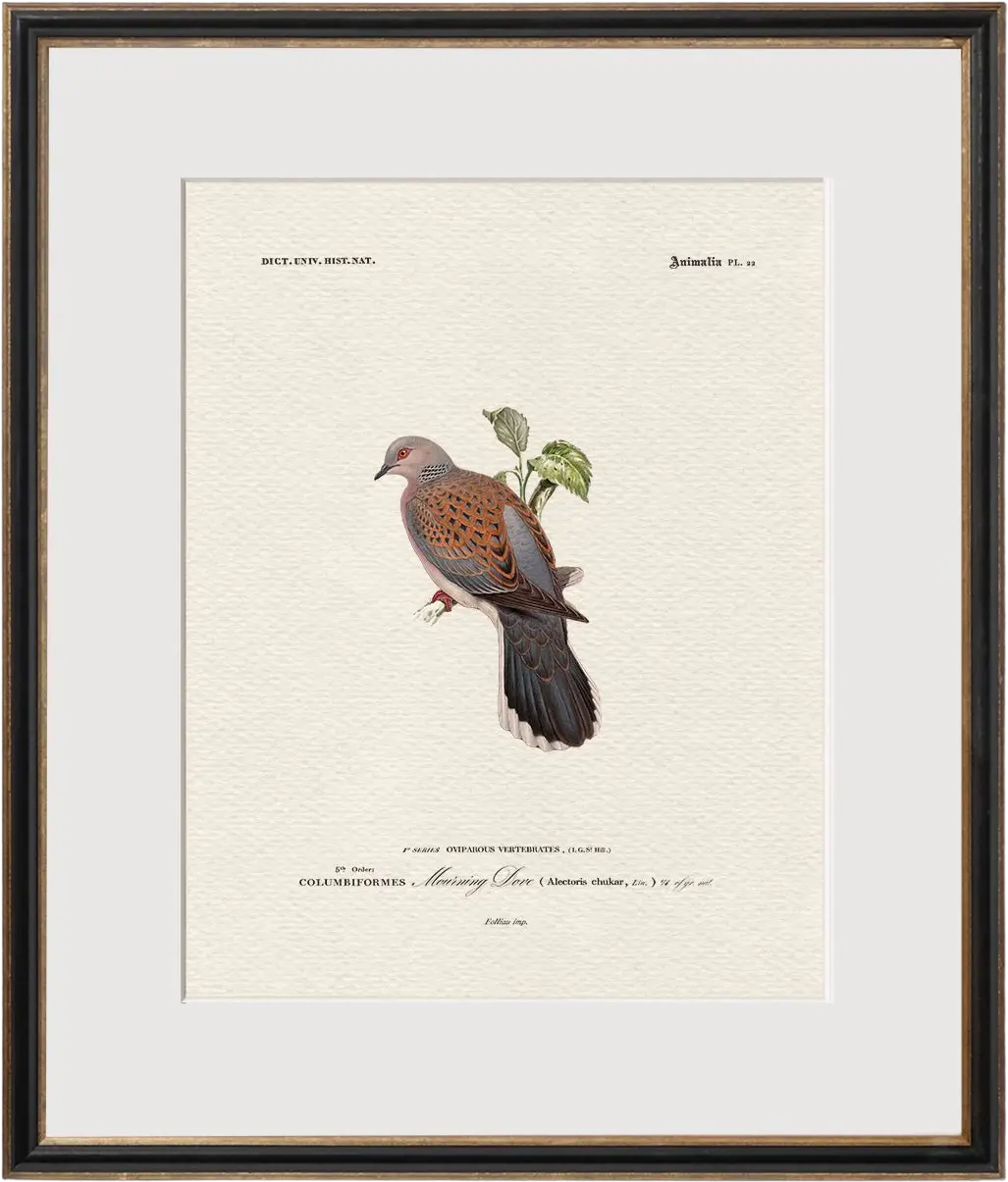 Vintage Game Birds - Mourning Dove