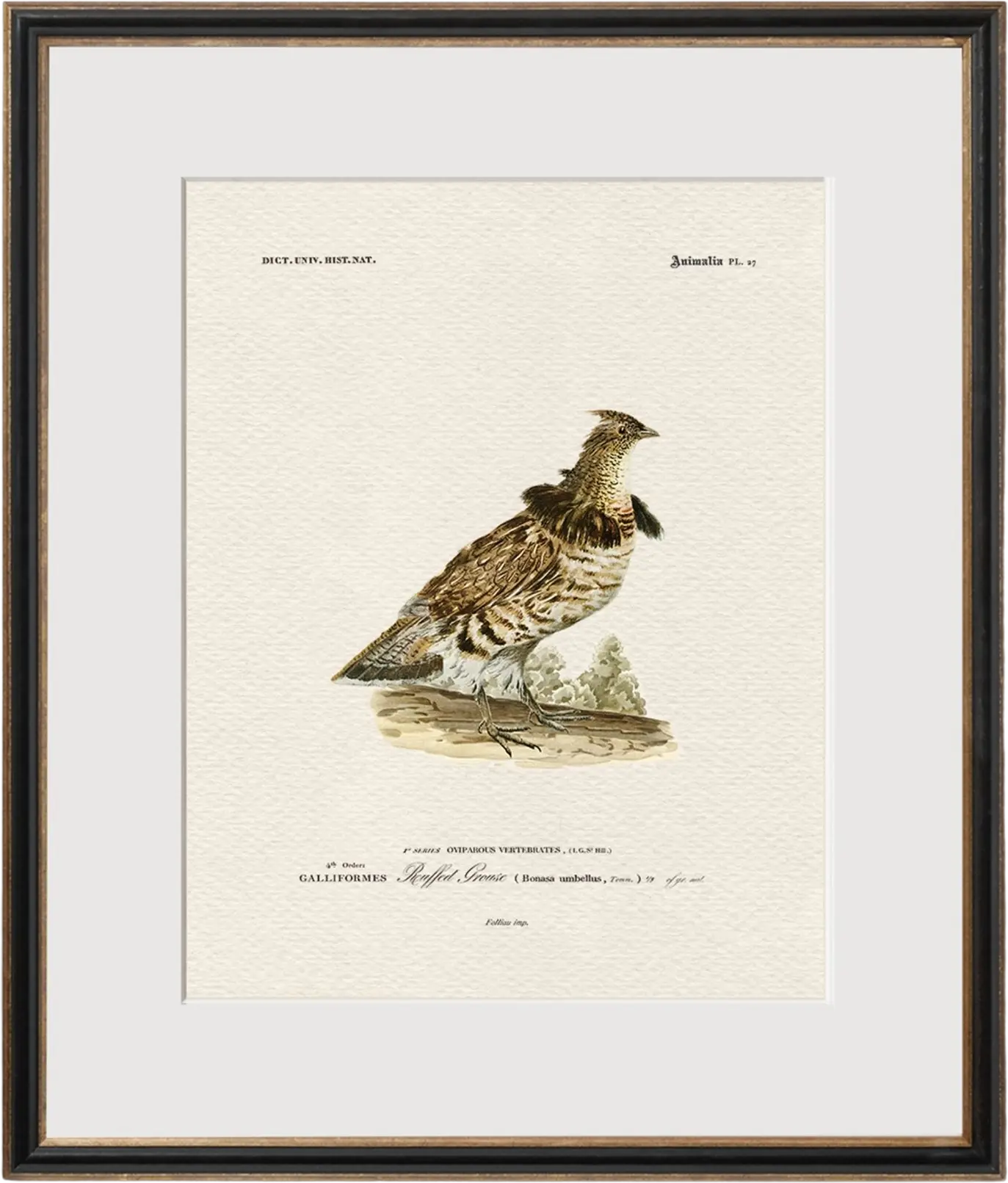 Vintage Game Birds - Ruffed Grouse