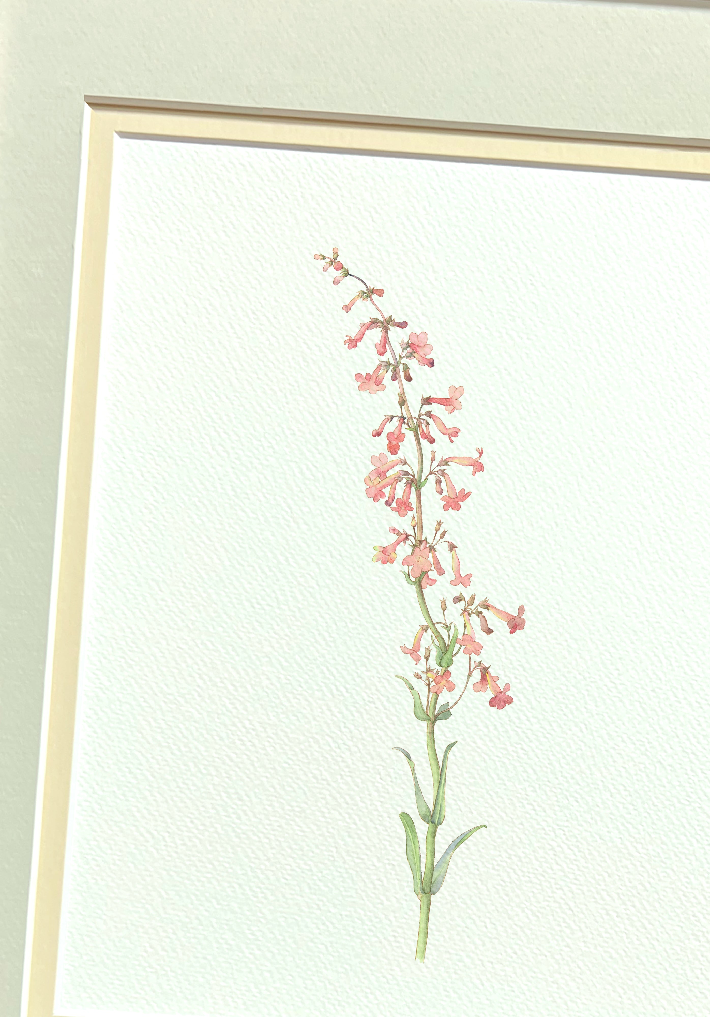 Naturalist Watercolor Illustrations: Wildflower Botanicals