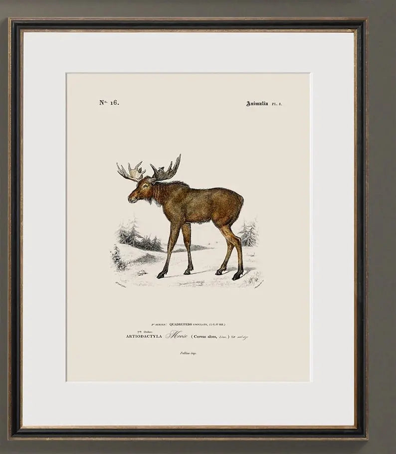 Vintage Naturalist Illustrations: Woodland Animals - Emblem Atelier