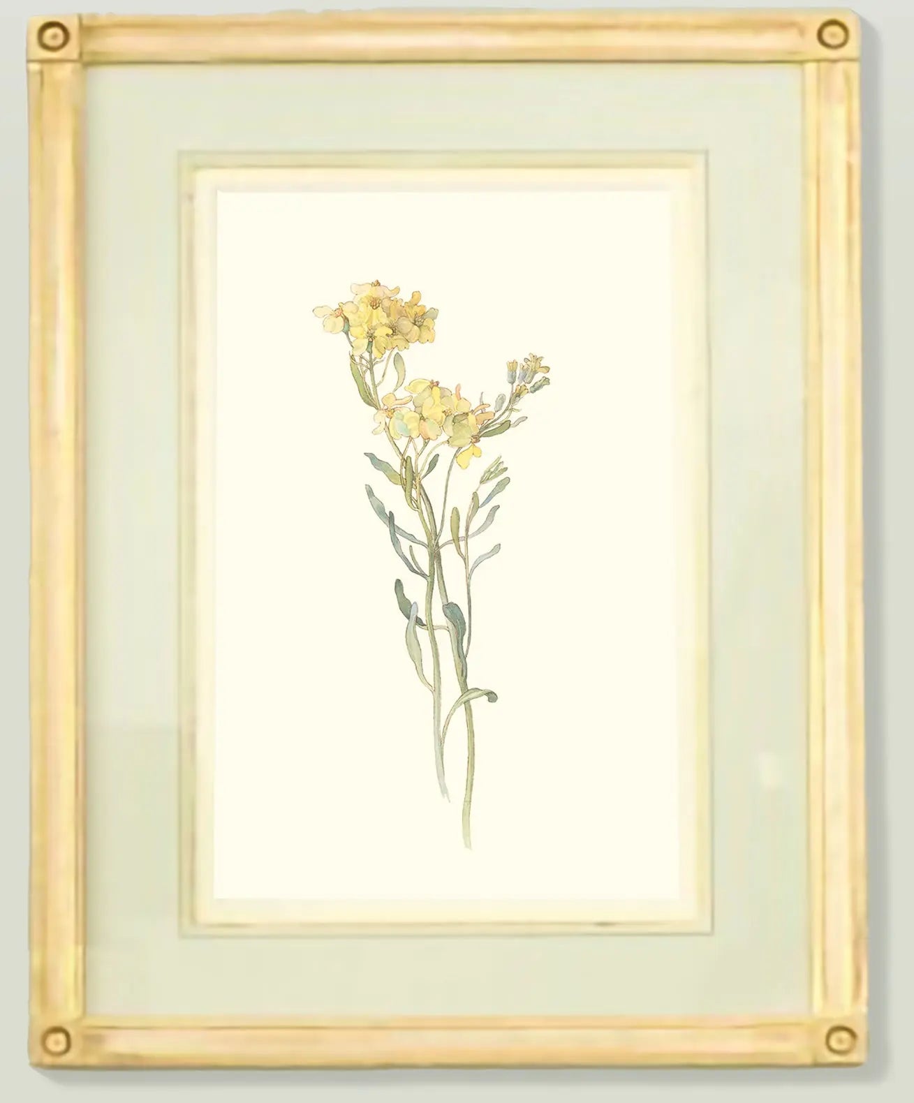 Naturalist Watercolor Illustrations: Wildflower Botanicals, Vol. I