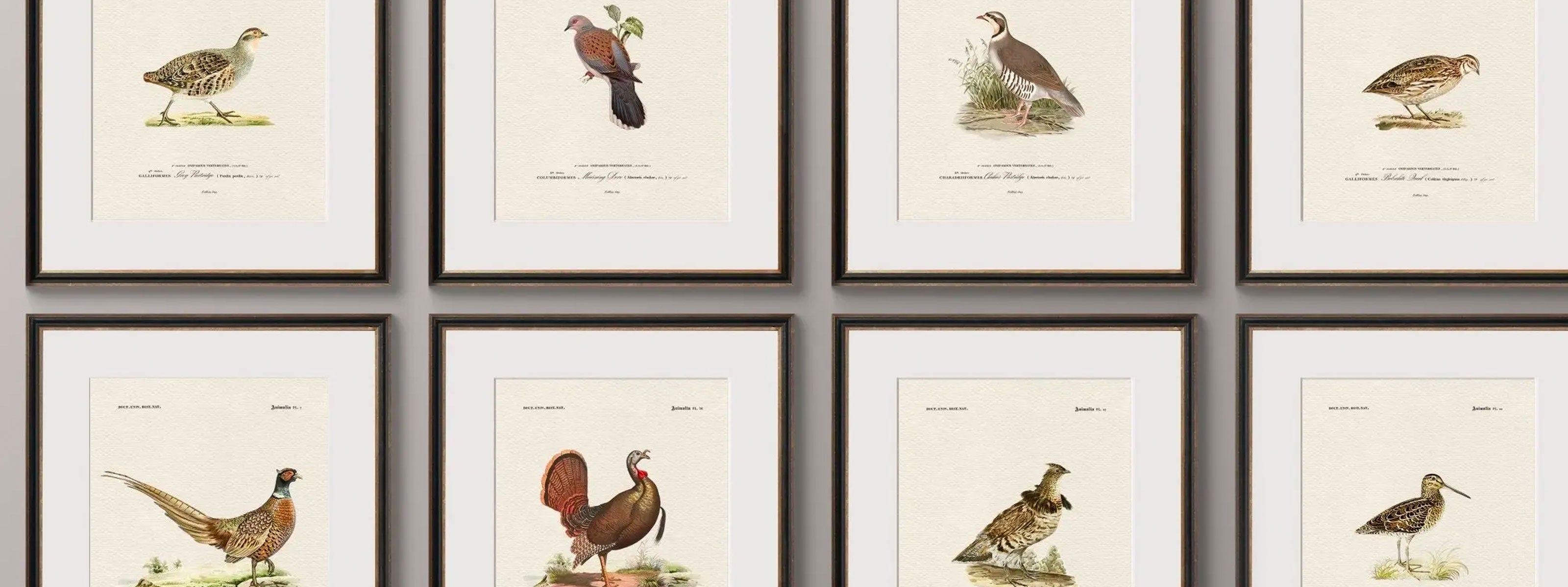 Vintage Naturalist Illustrations: North American Game Birds