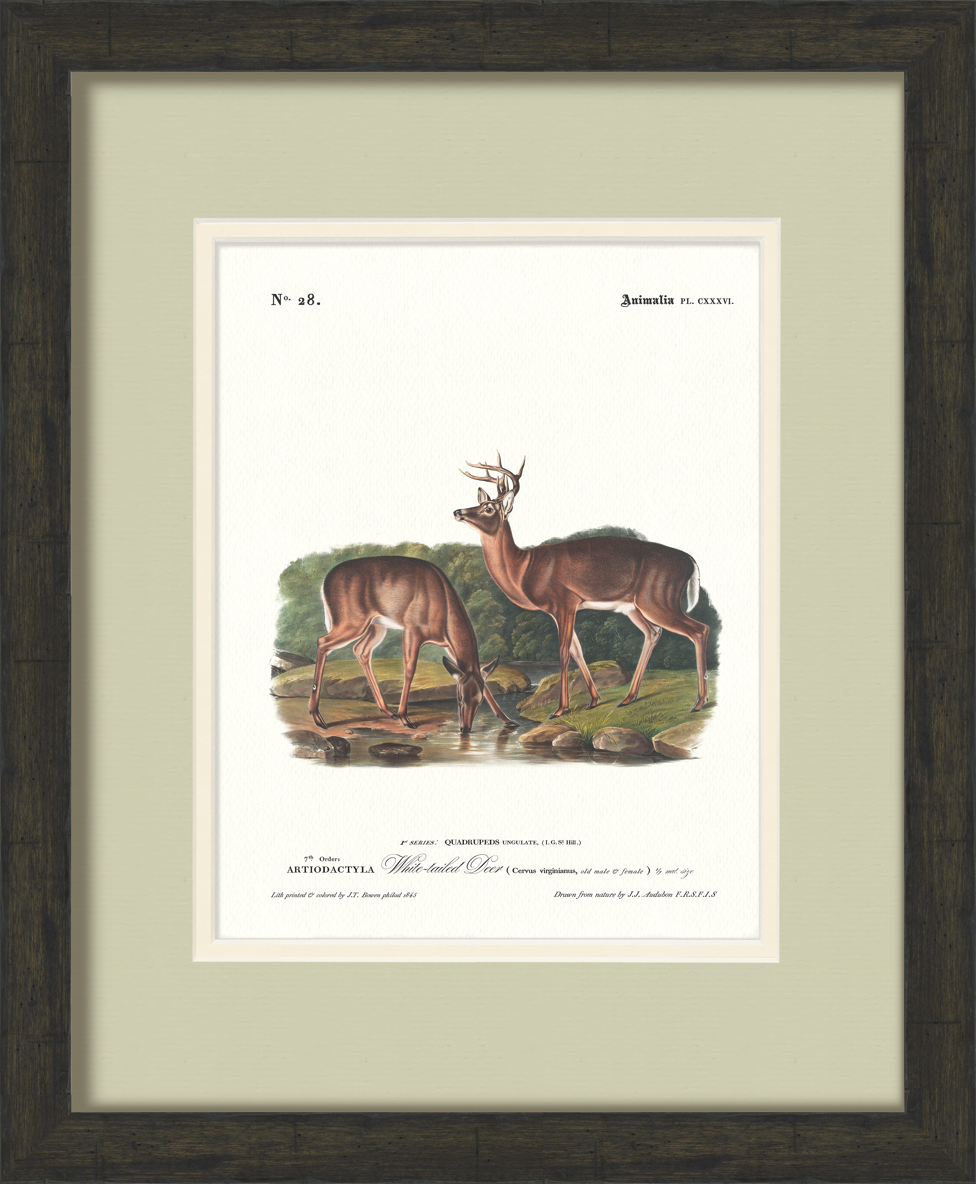 Big Game Illustrations - White-Tailed Deer