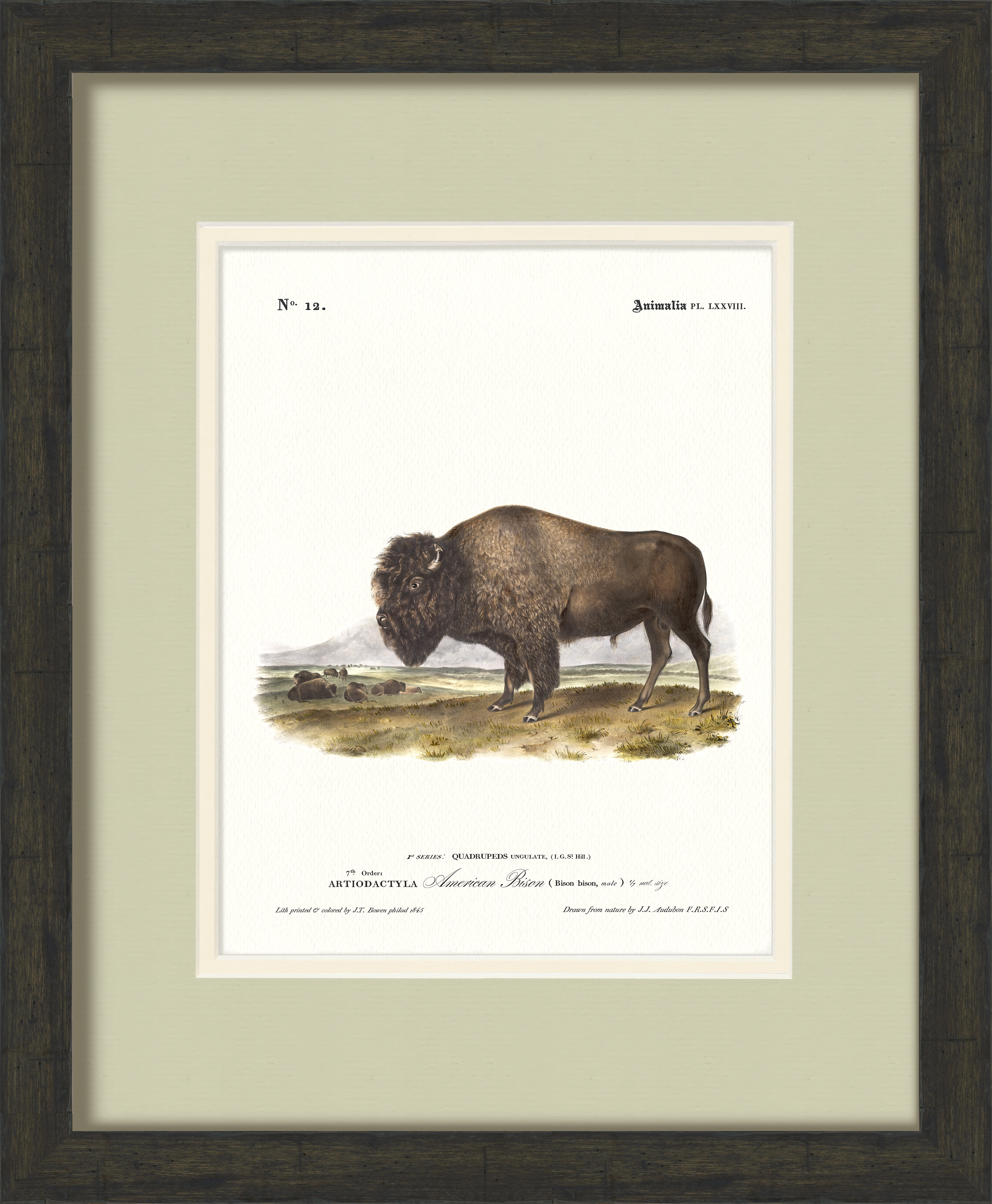 Big Game Illustrations - Bison