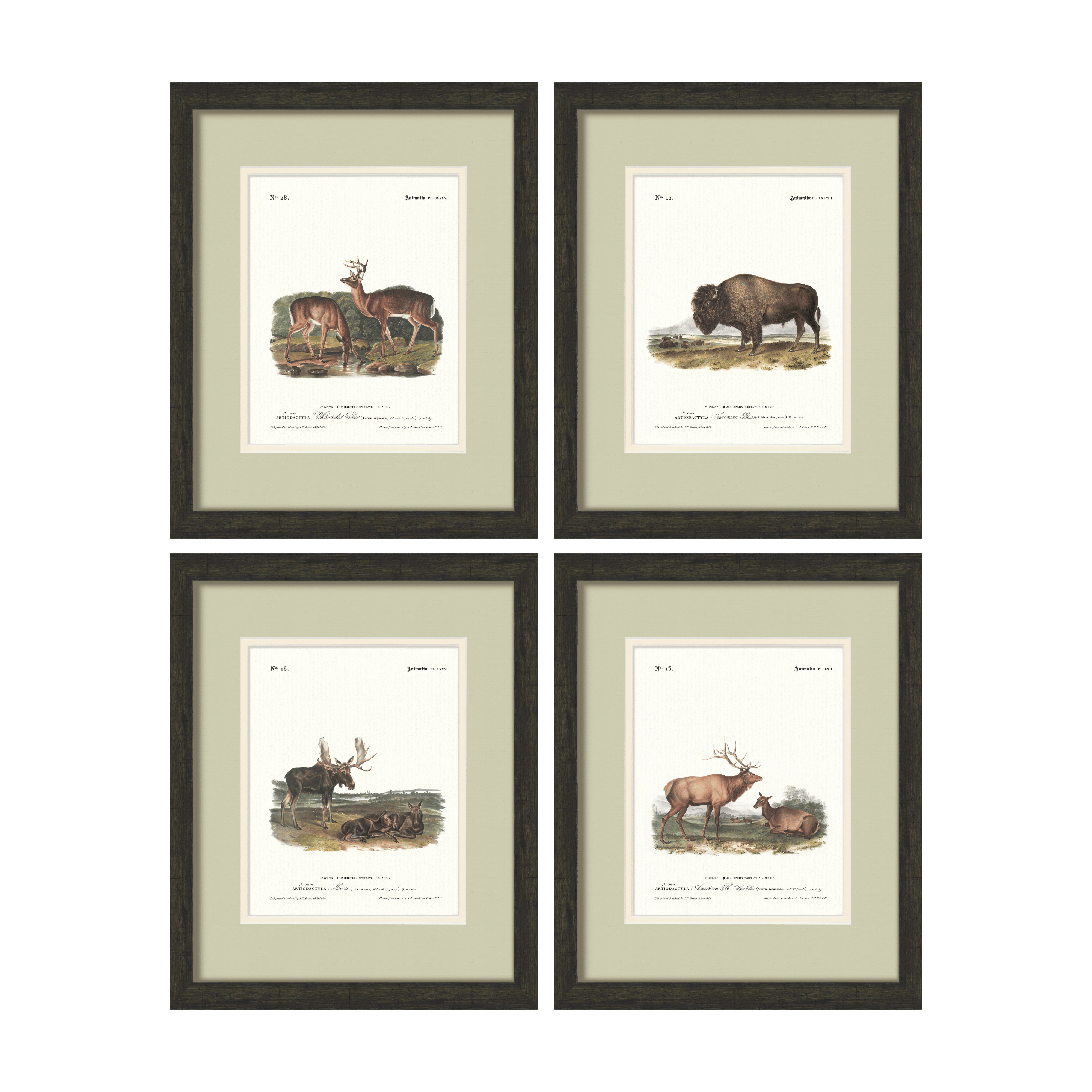 Big Game Illustrations - Curated Set of 4