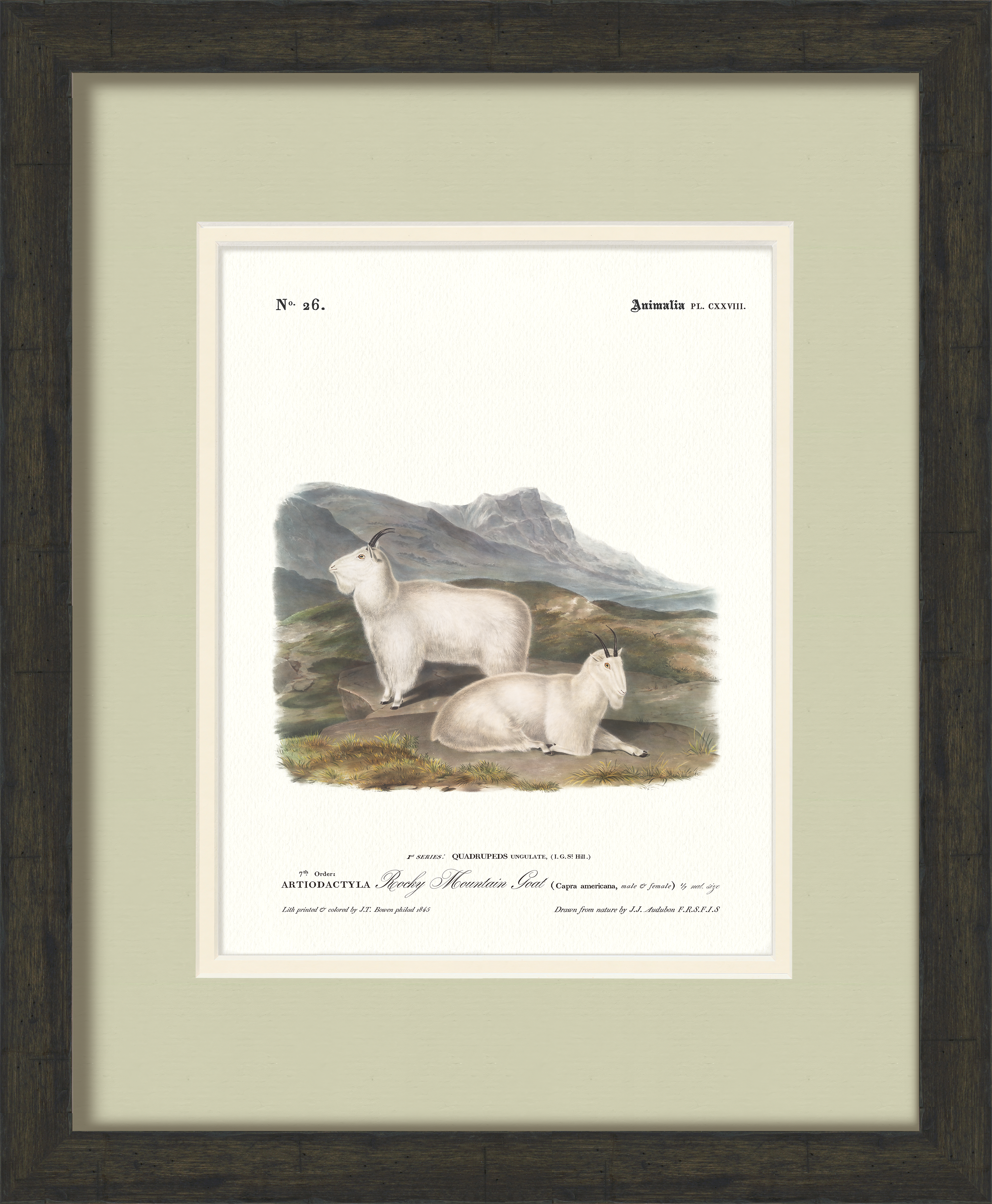 Big Game Illustrations - Rocky Mountain Goat