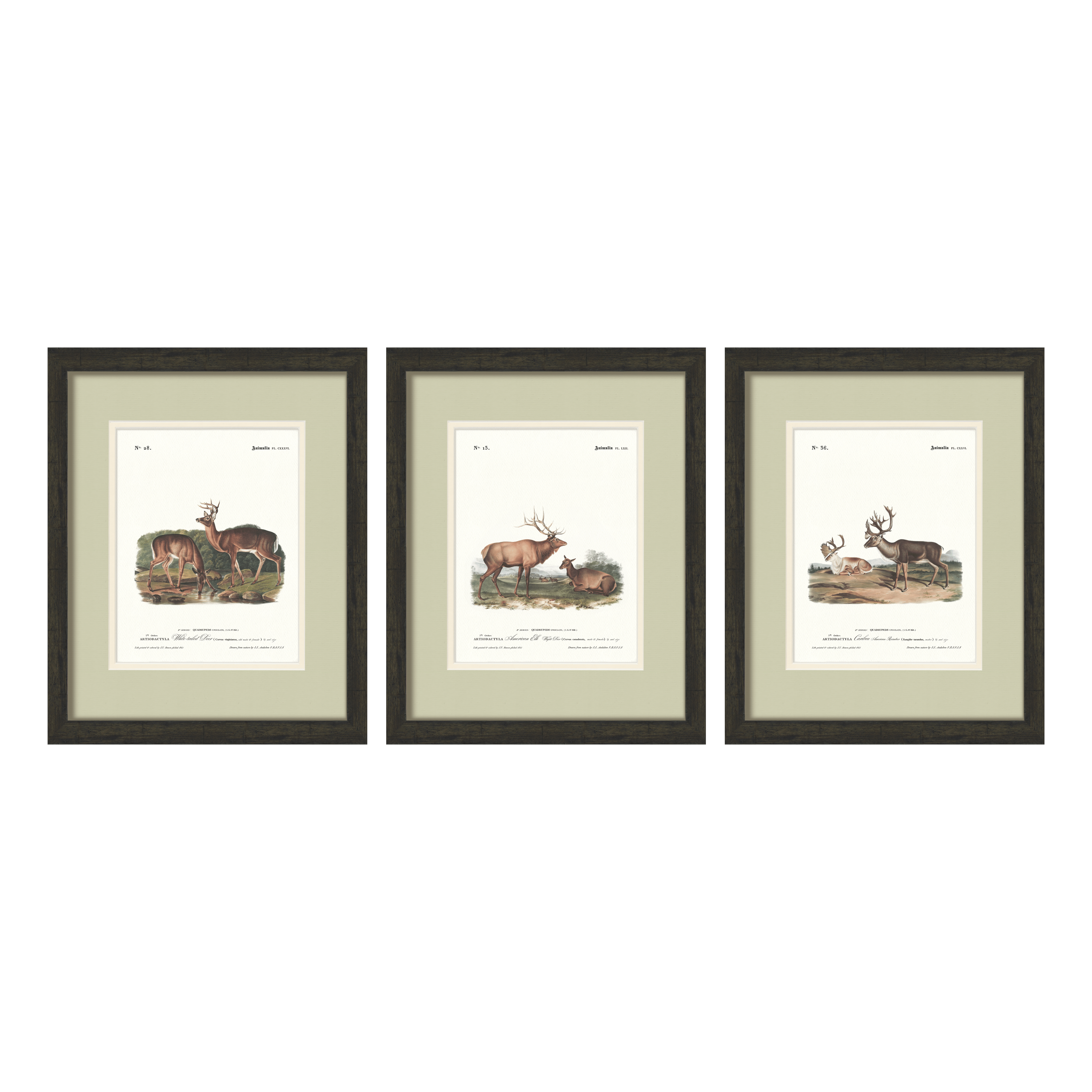 Big Game Illustrations - Curated Set of 3