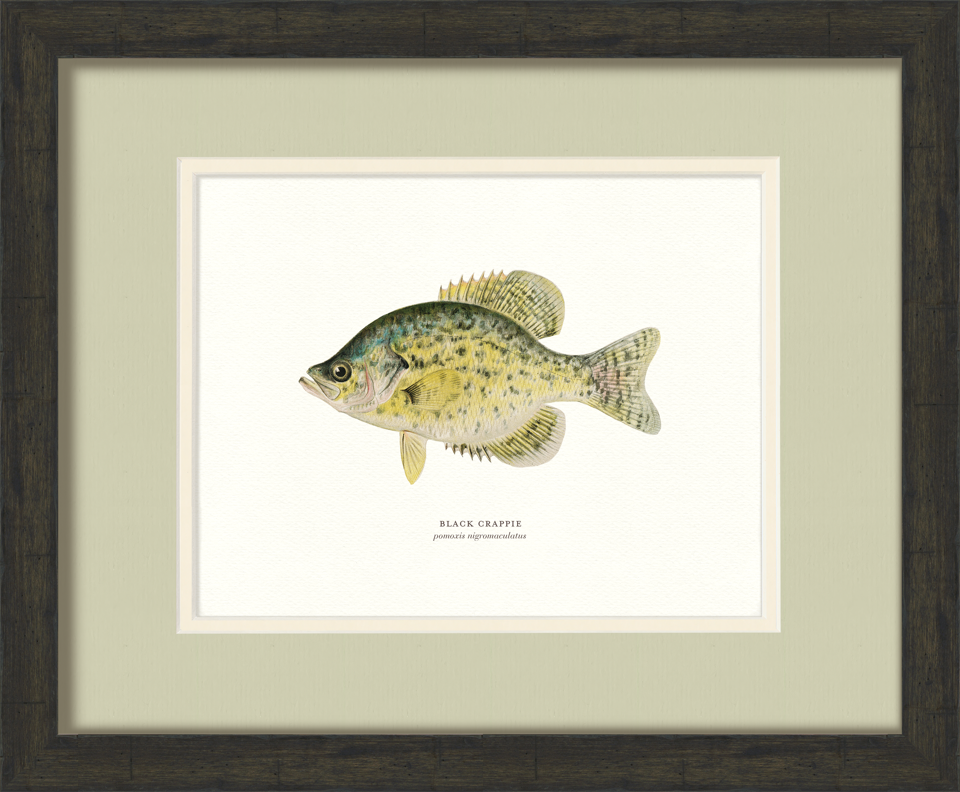 Freshwater Fish Illustrations - Black Crappie