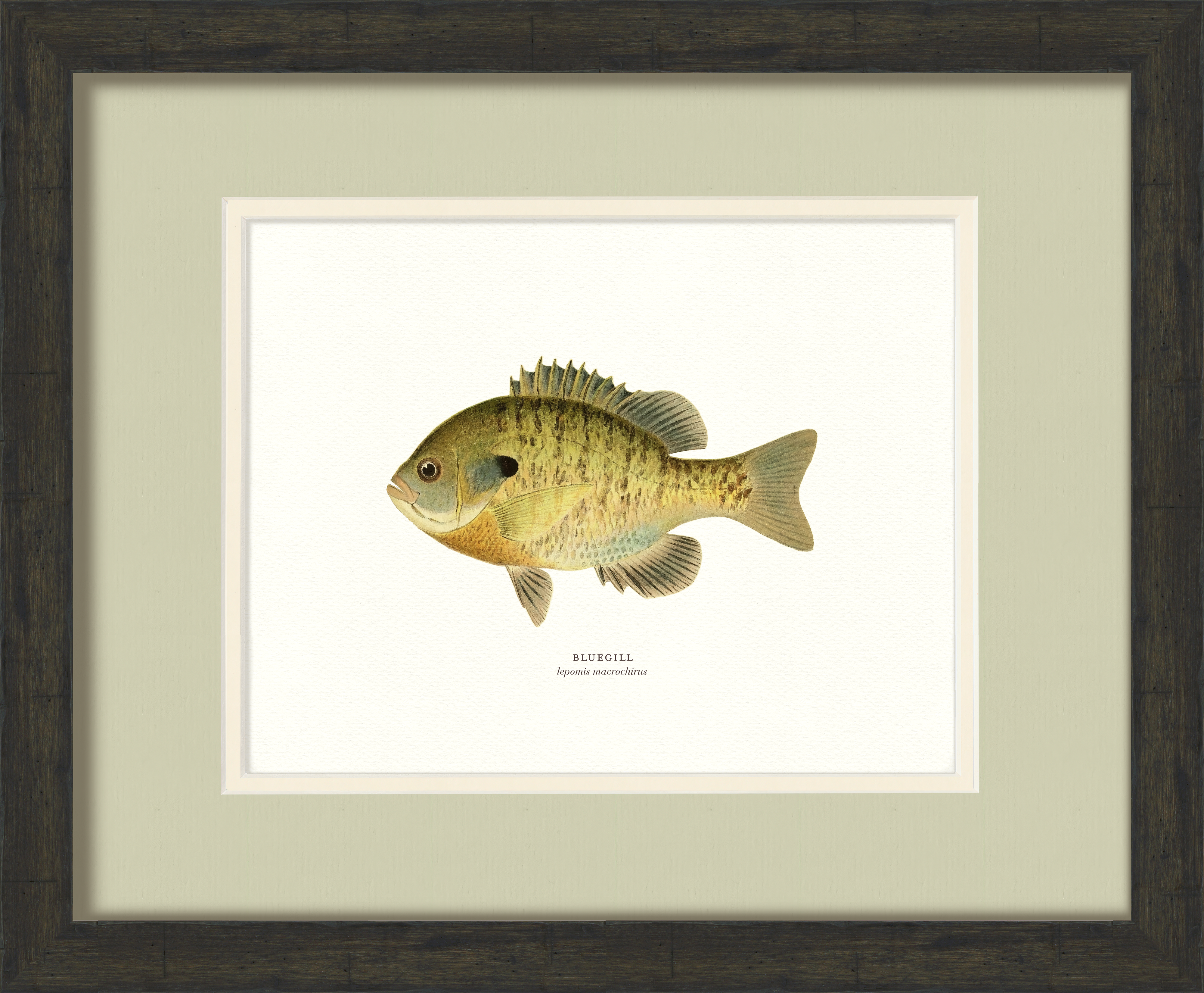 Freshwater Fish Illustrations - Bluegill