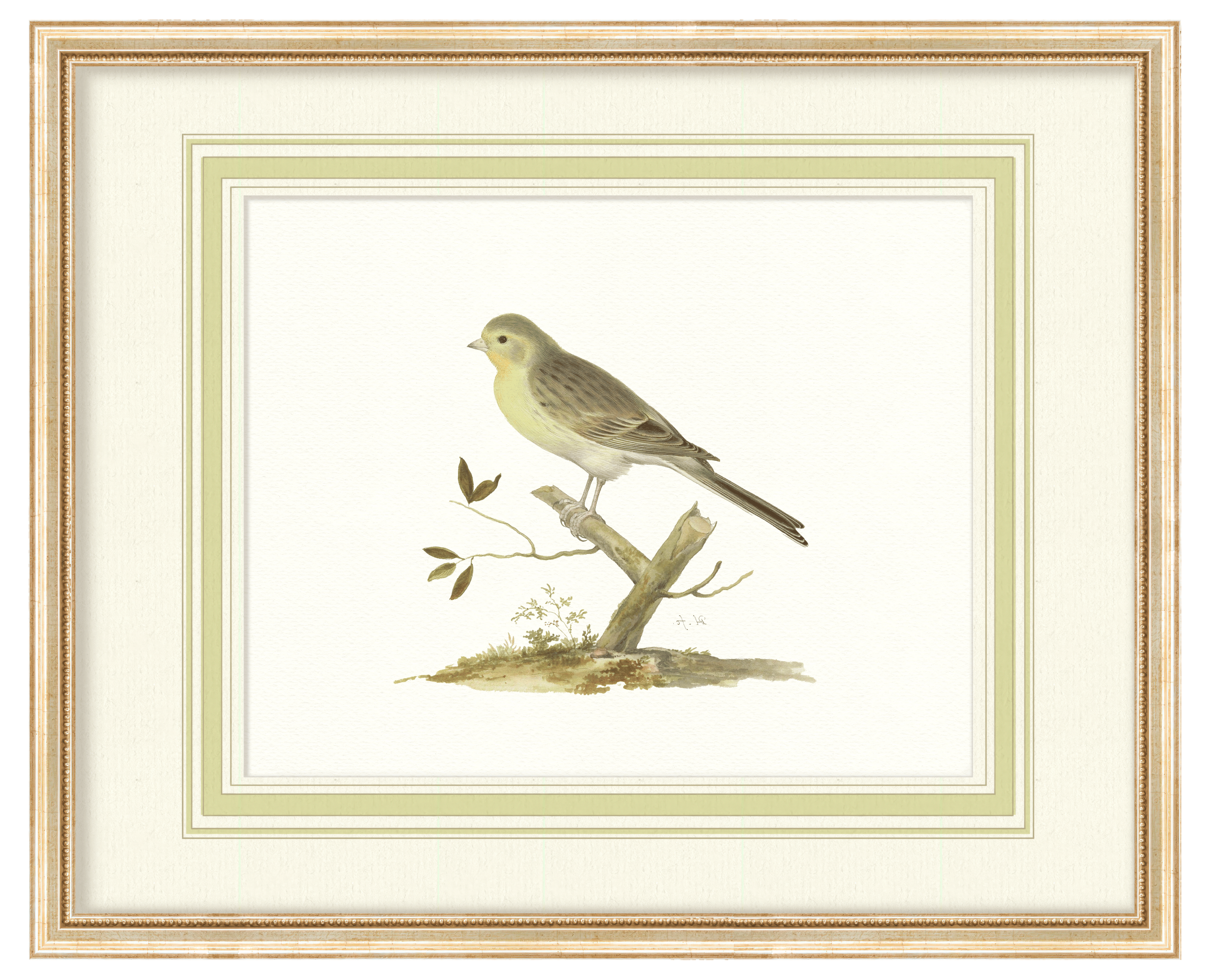 Aviary - Curated Set of 4