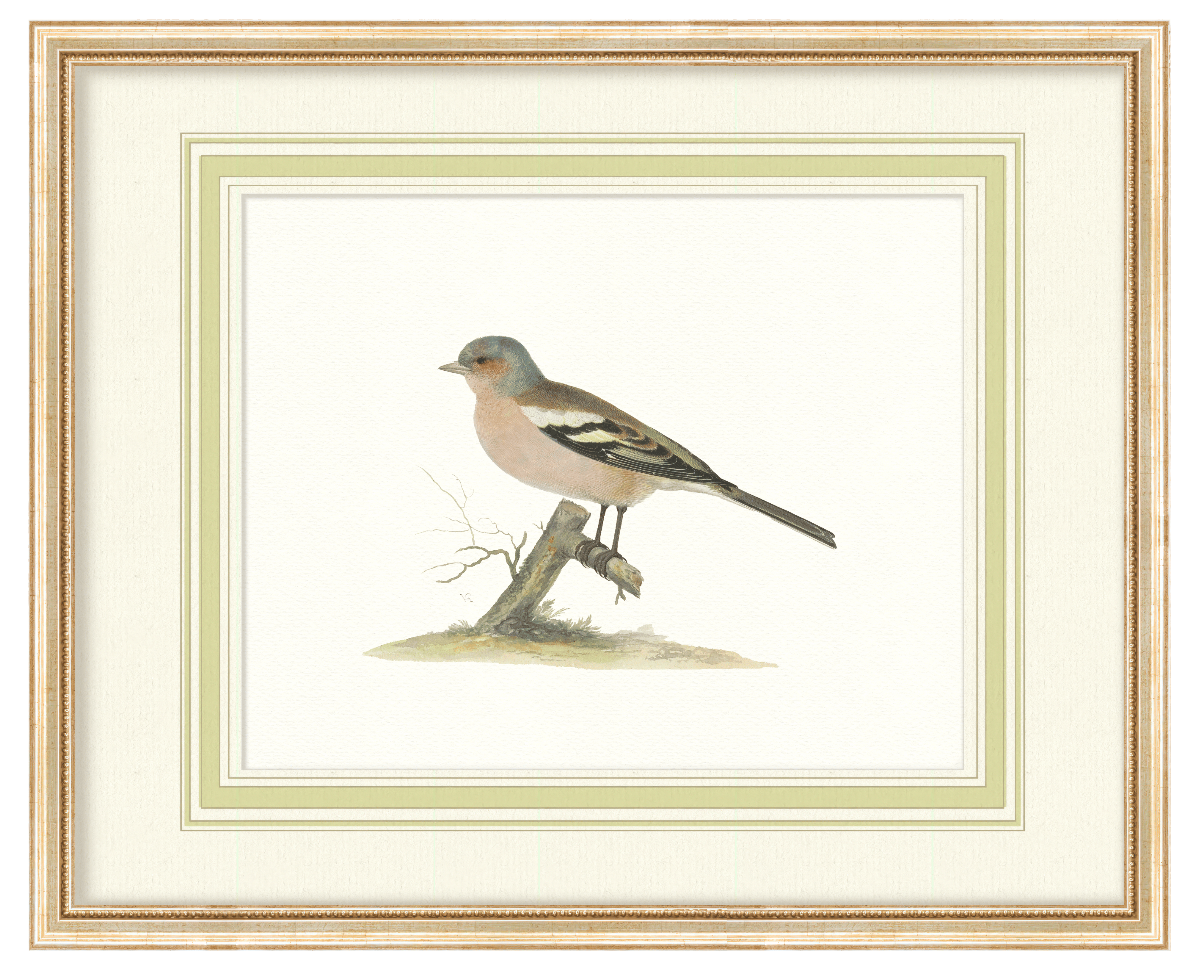 Aviary - Curated Set of 4