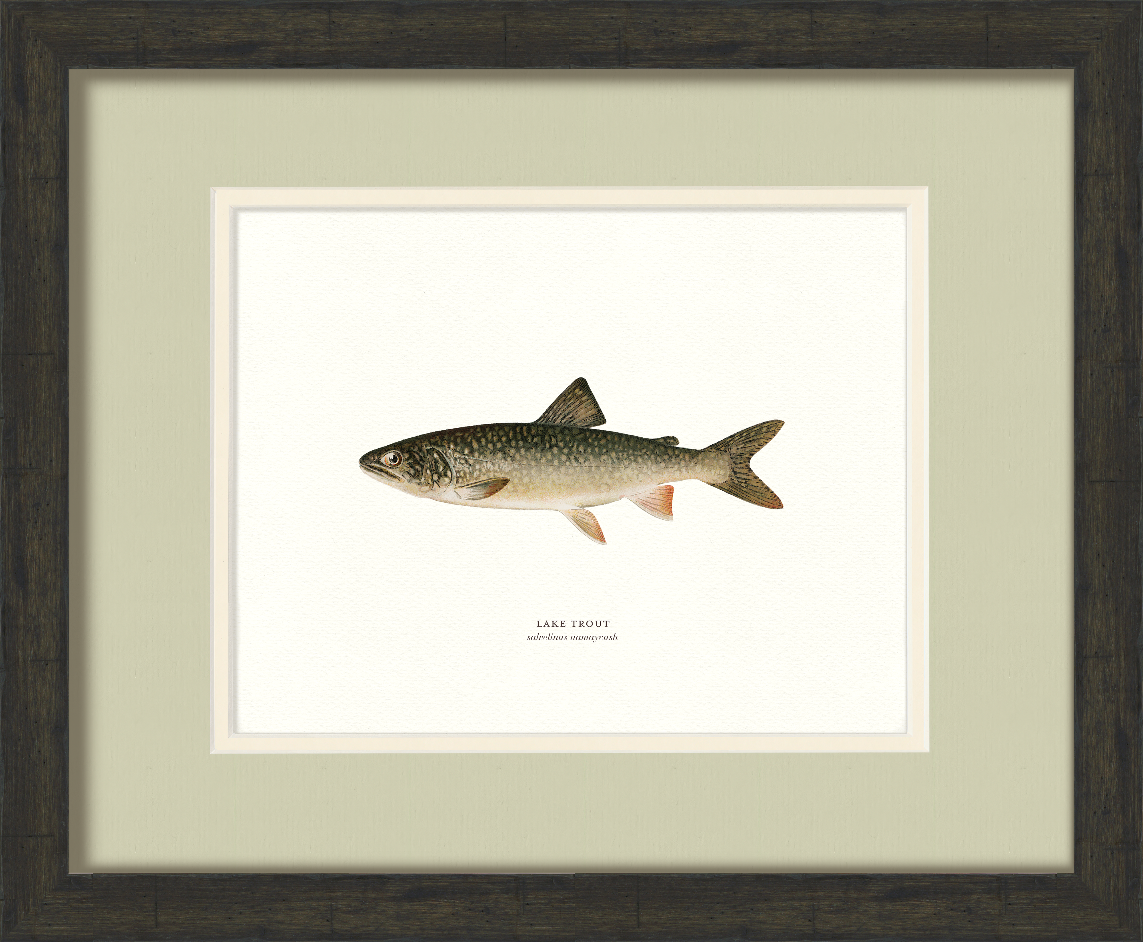 Freshwater Fish Illustrations - Lake Trout