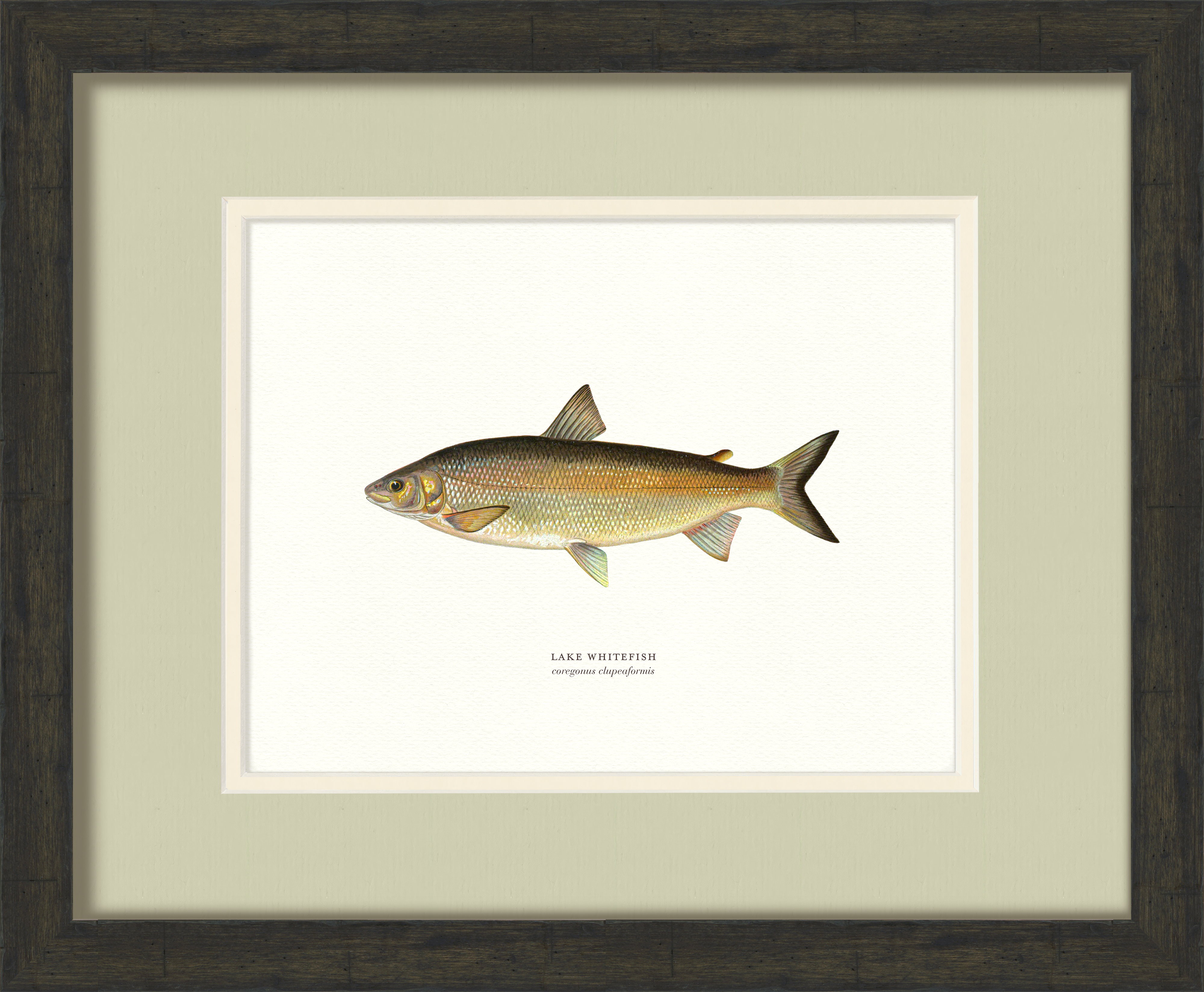 Freshwater Fish Illustrations - Lake Whitefish