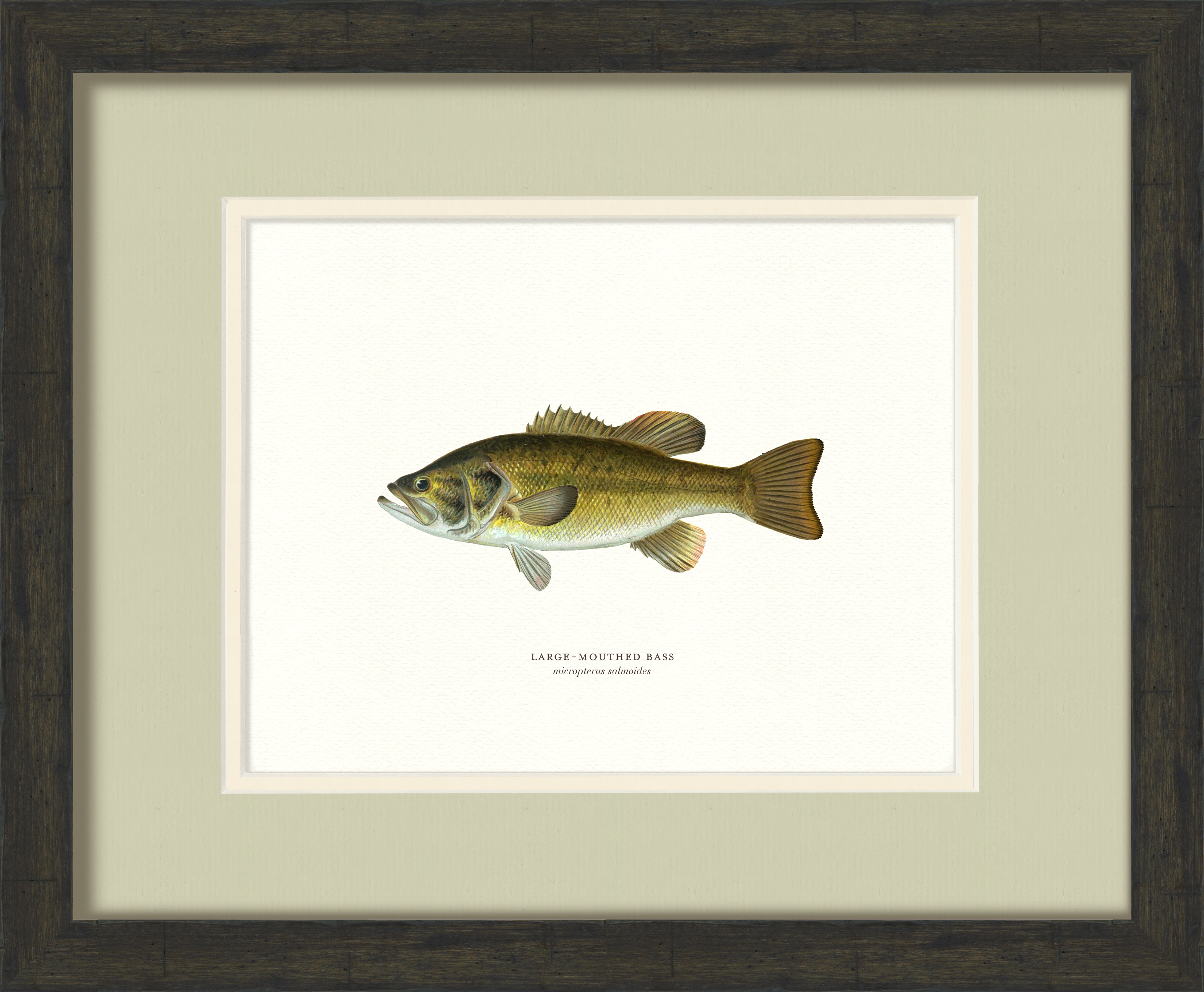 Freshwater Fish Illustrations - Large-Mouthed Bass