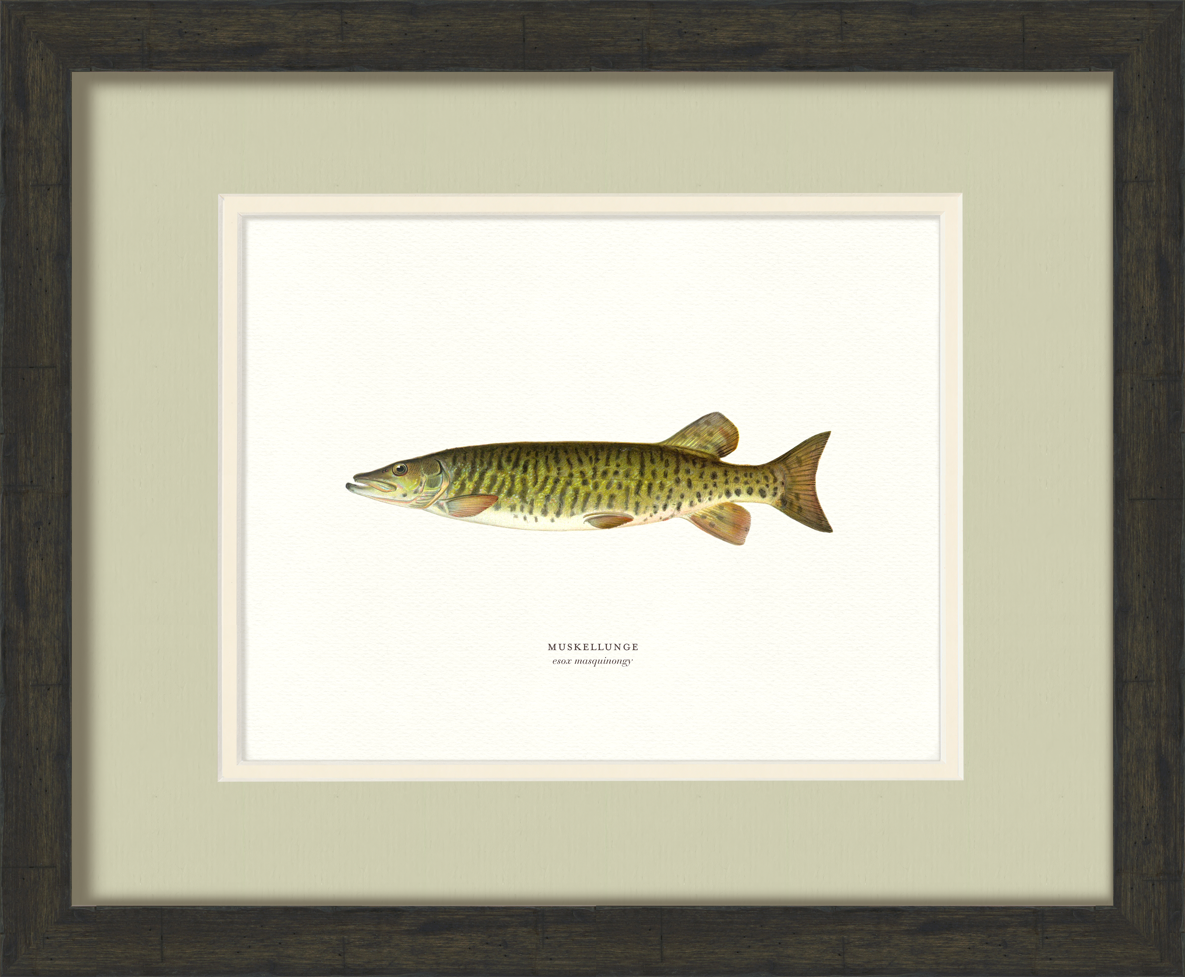 Freshwater Fish Illustrations - Muskellunge