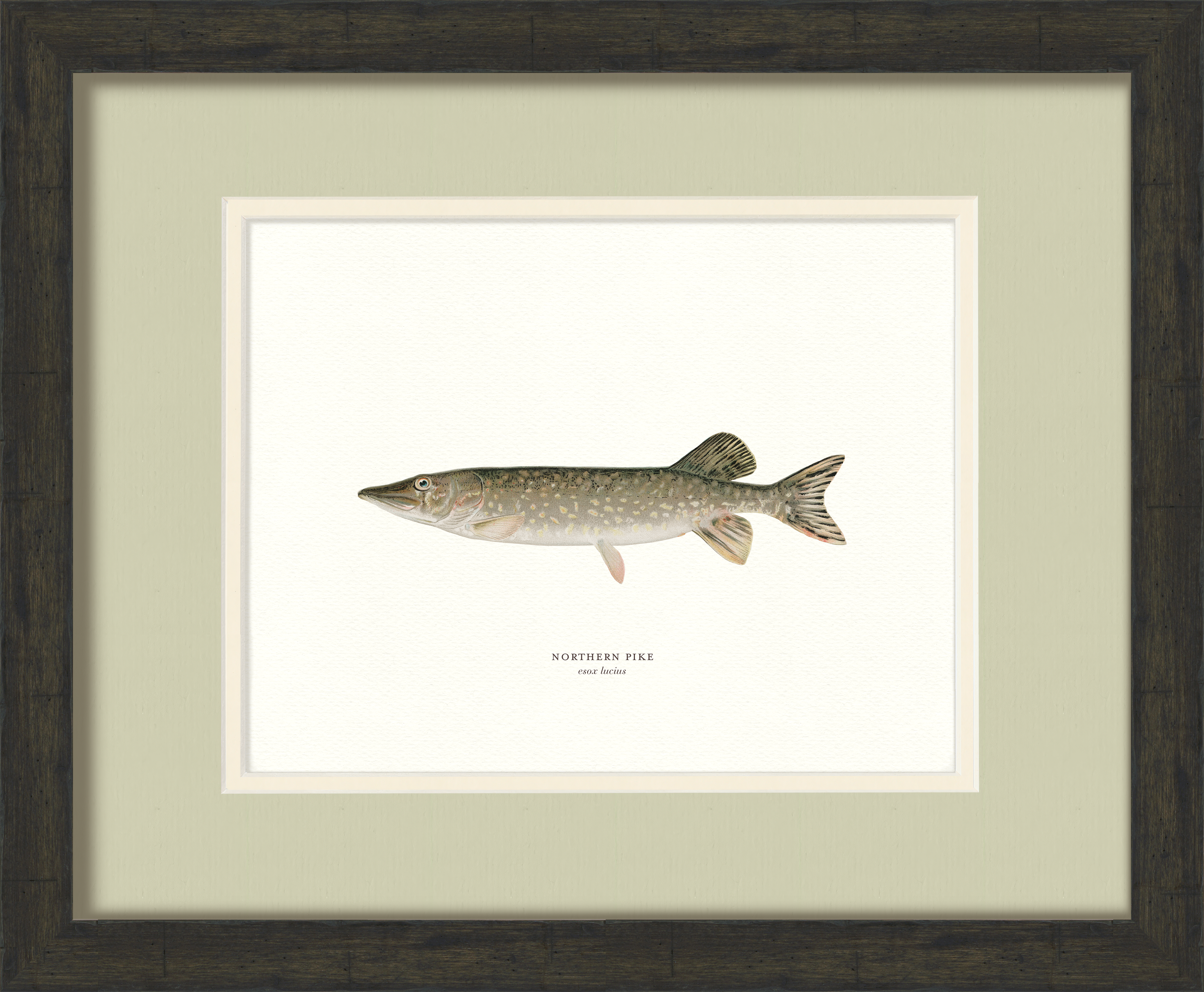 Freshwater Fish Illustrations - Lake Whitefish