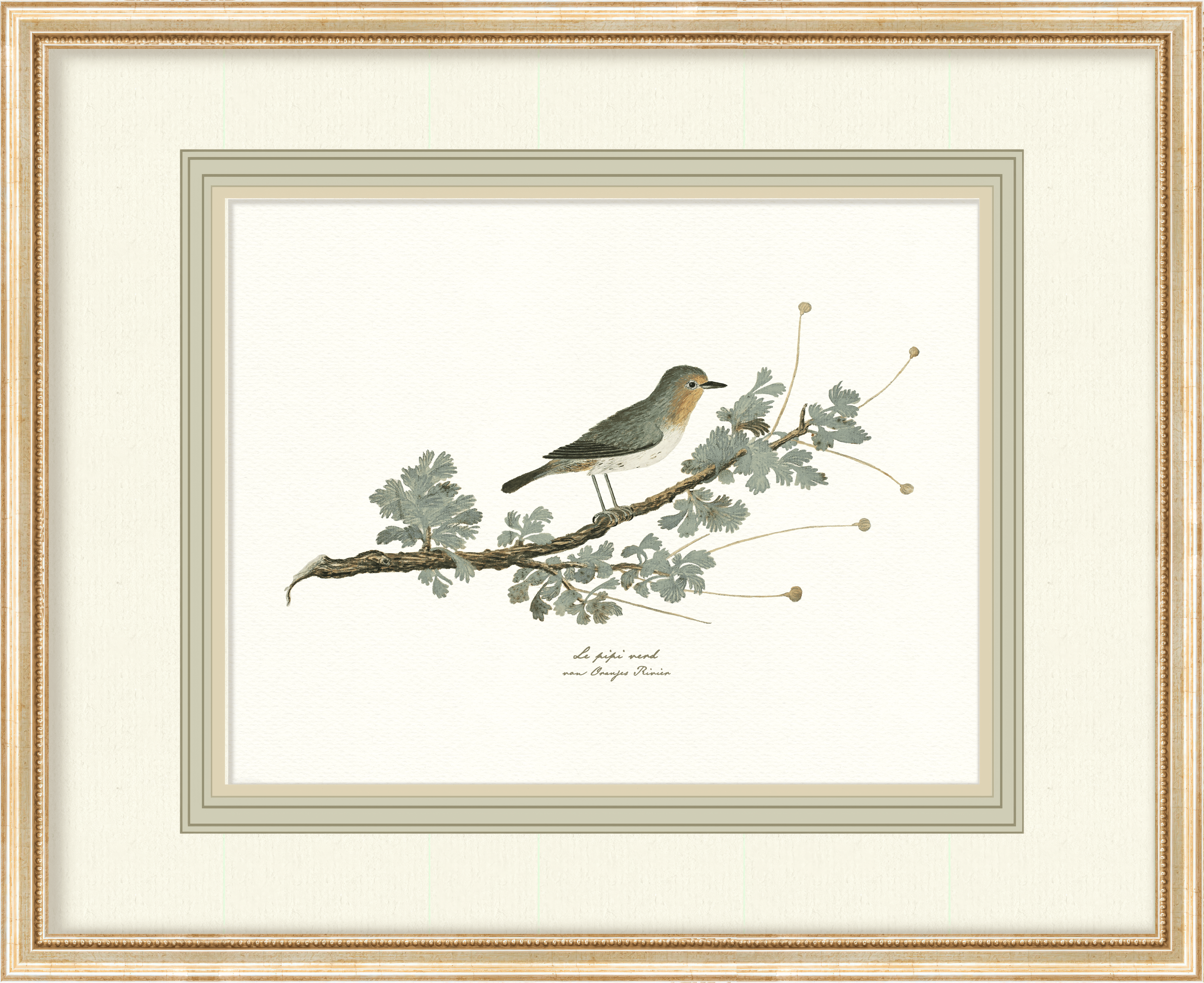 Birds + Botanicals - Curated Set of 4 Birds