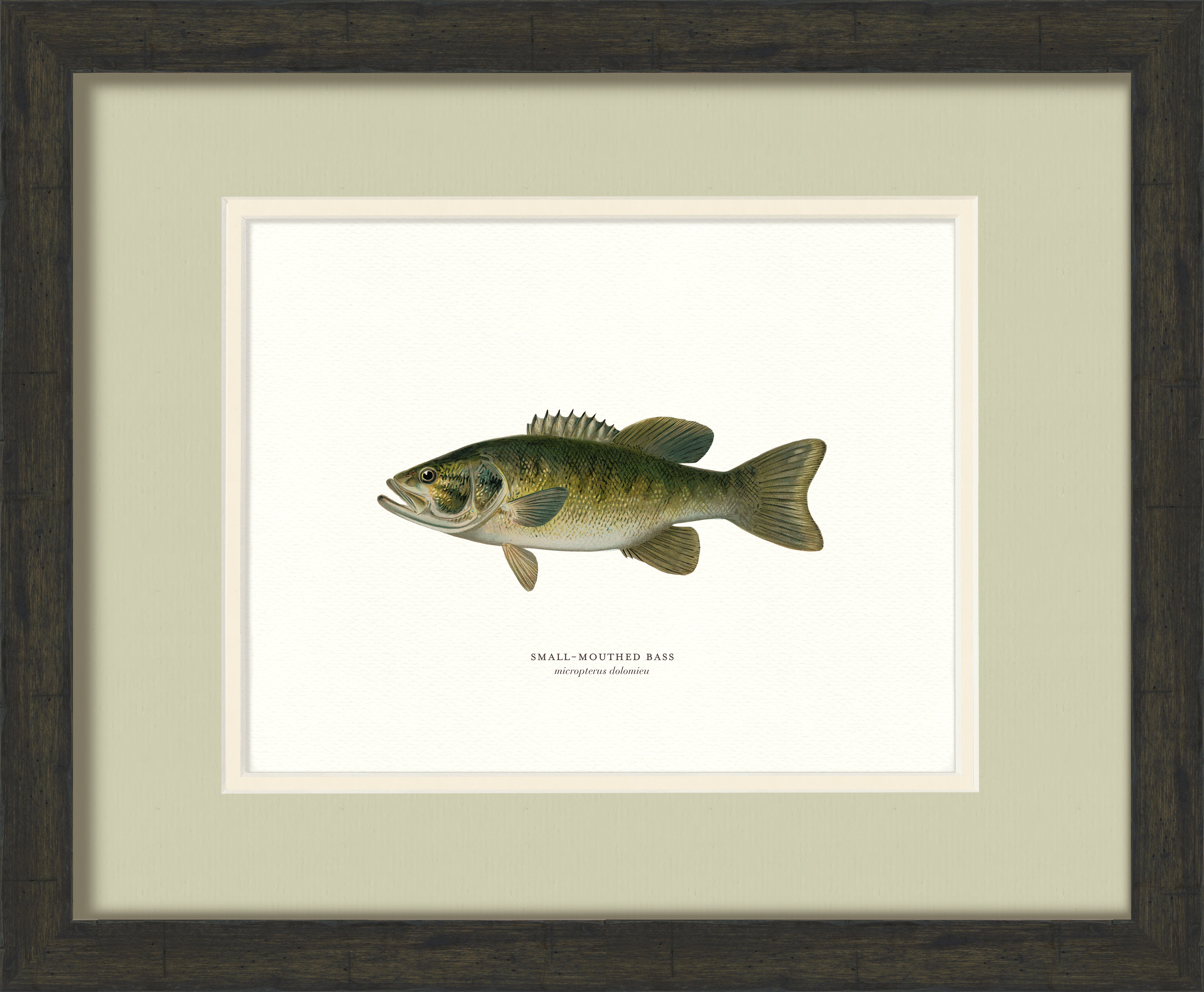 Freshwater Fish Illustrations - Small-Mouthed Bass