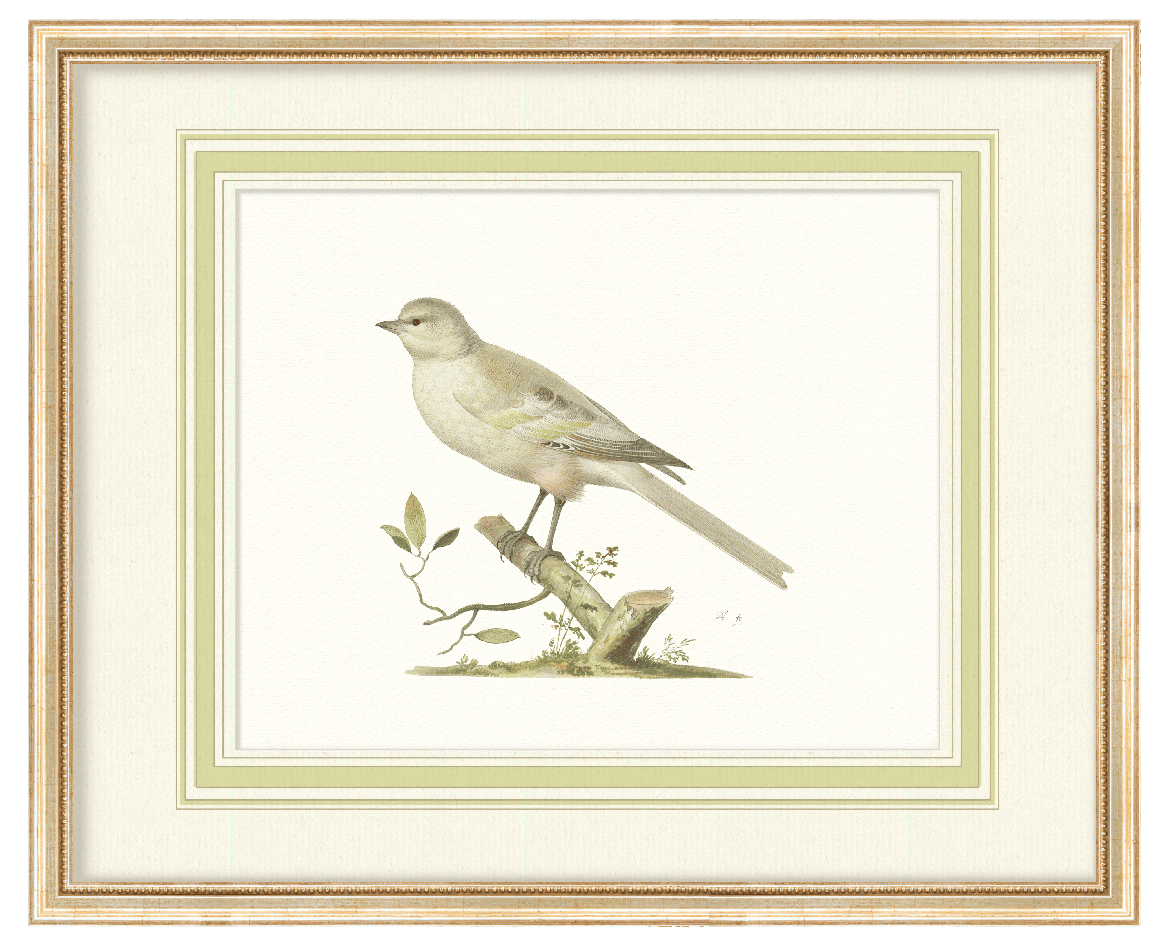 Aviary - Curated Set of 4