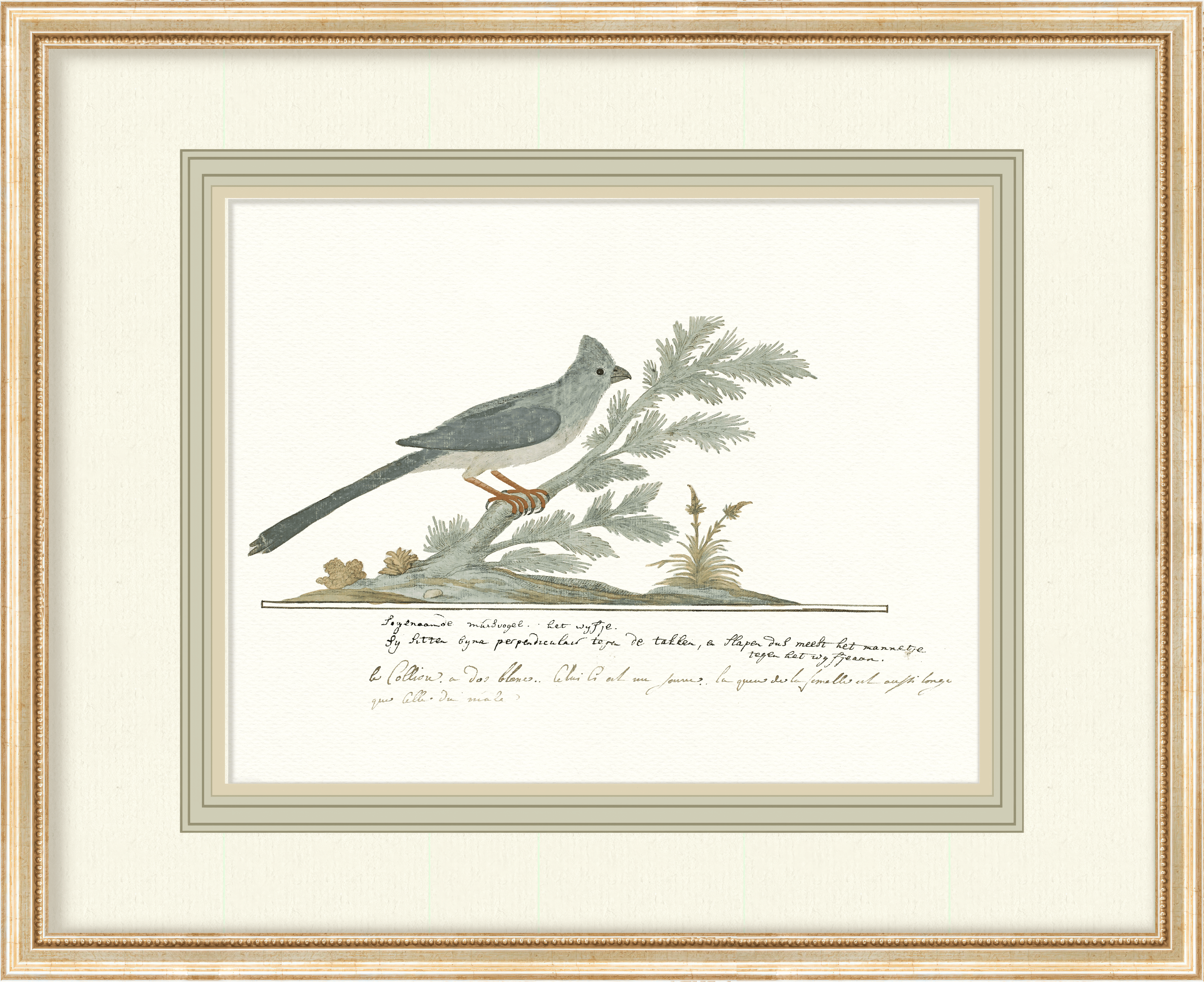 Birds + Botanicals - Curated Set of 6 Birds