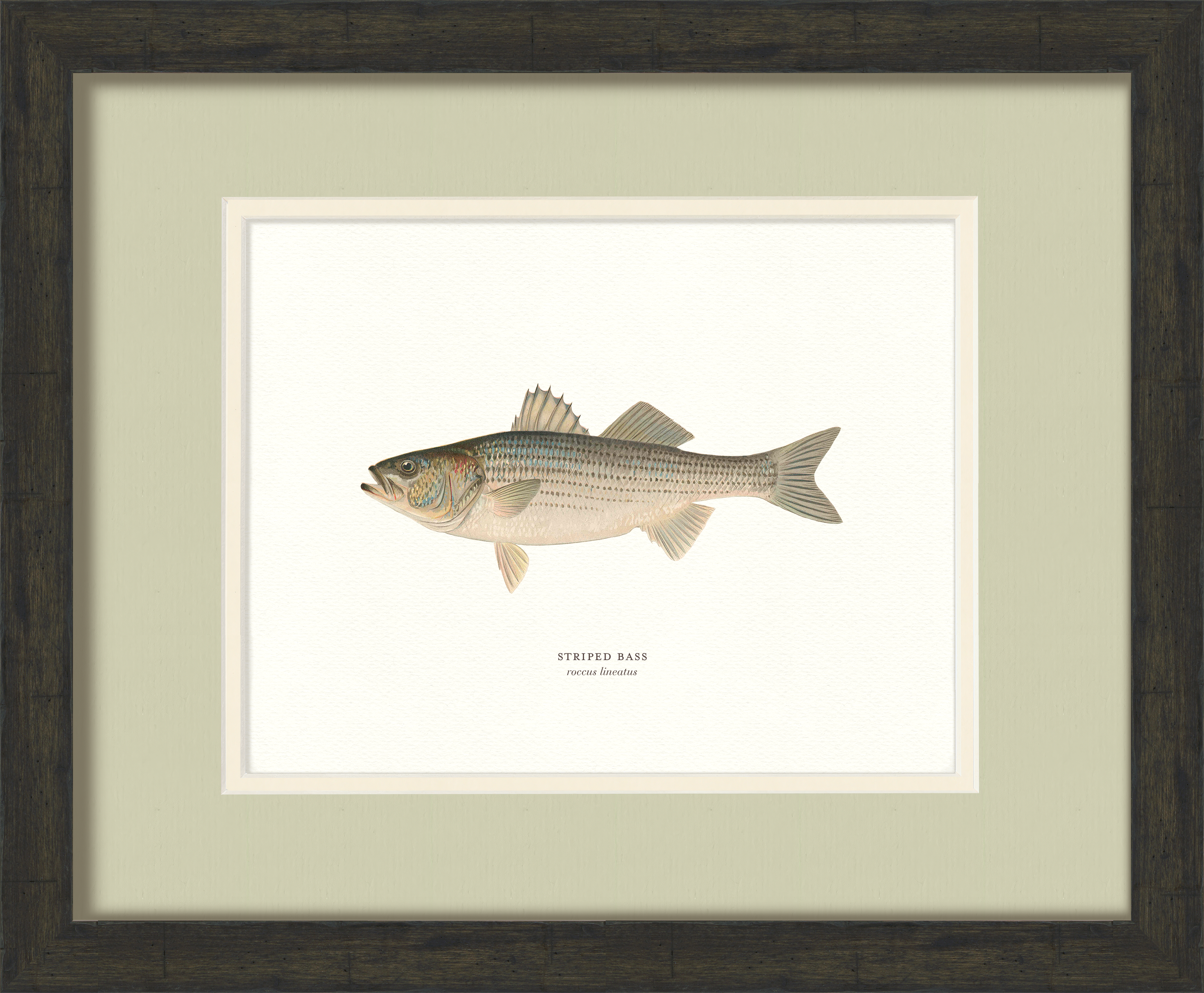 Freshwater Fish Illustrations - Striped Bass