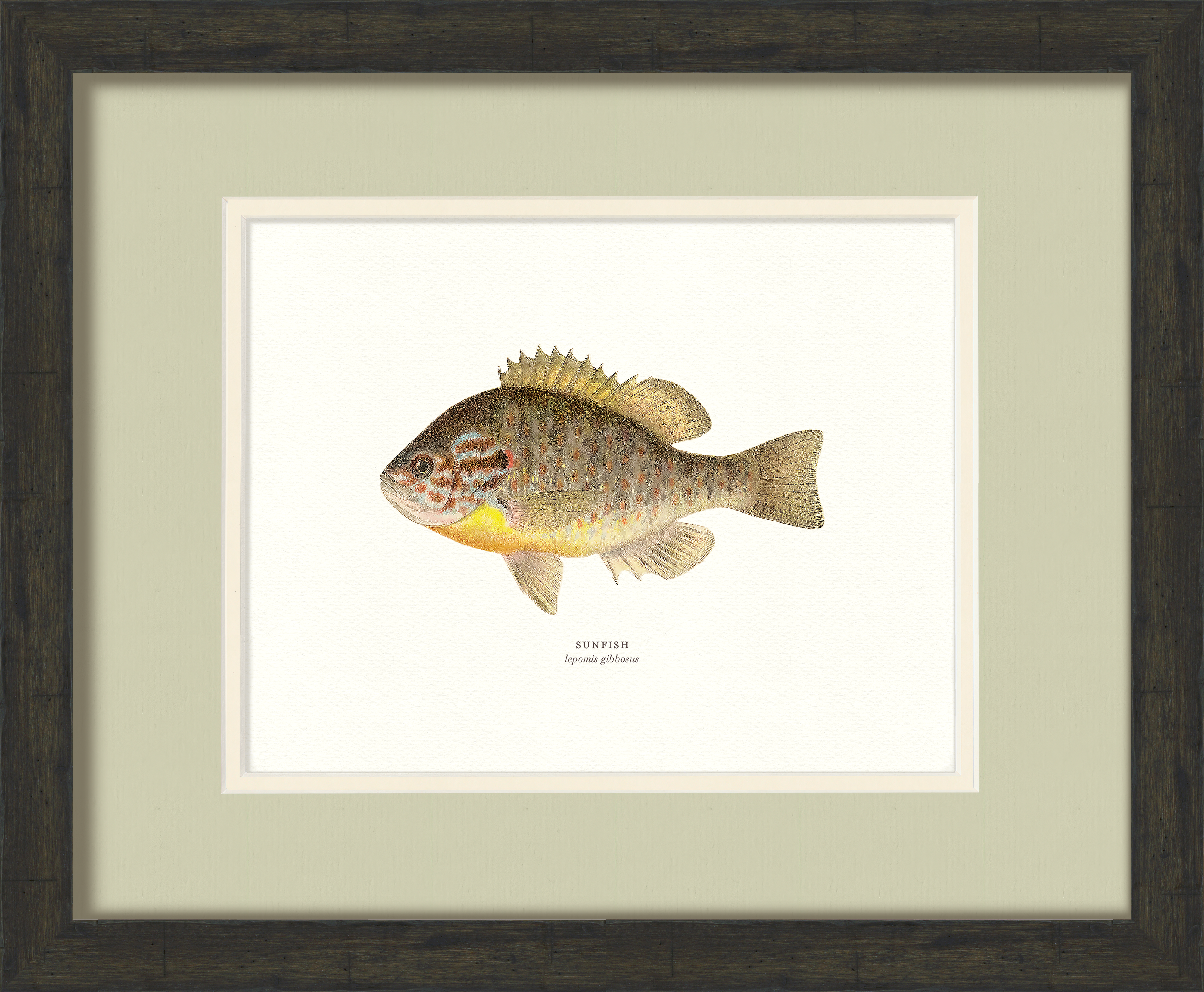 Freshwater Fish Illustrations - Sunfish