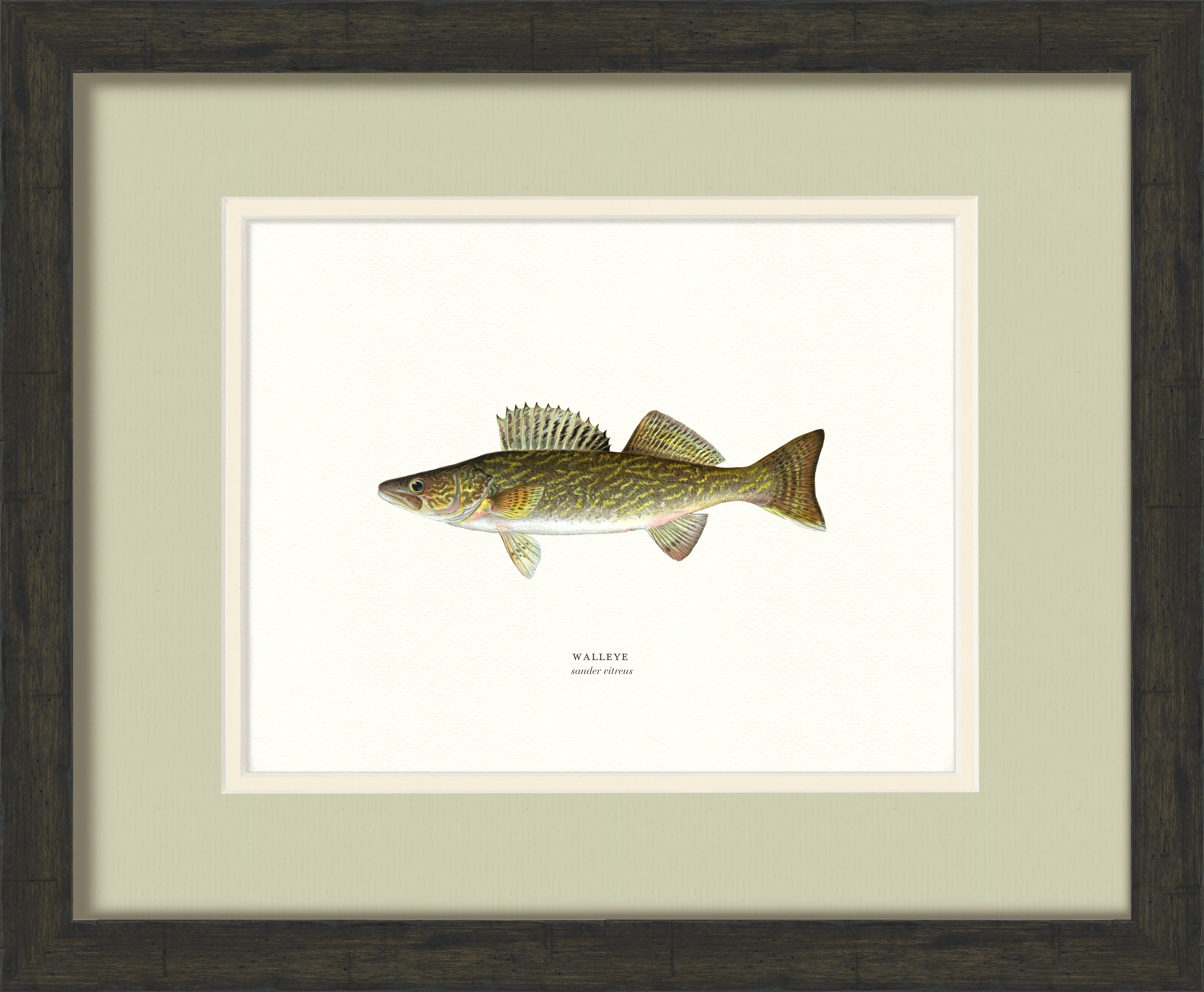 Freshwater Fish Illustrations - Walleye