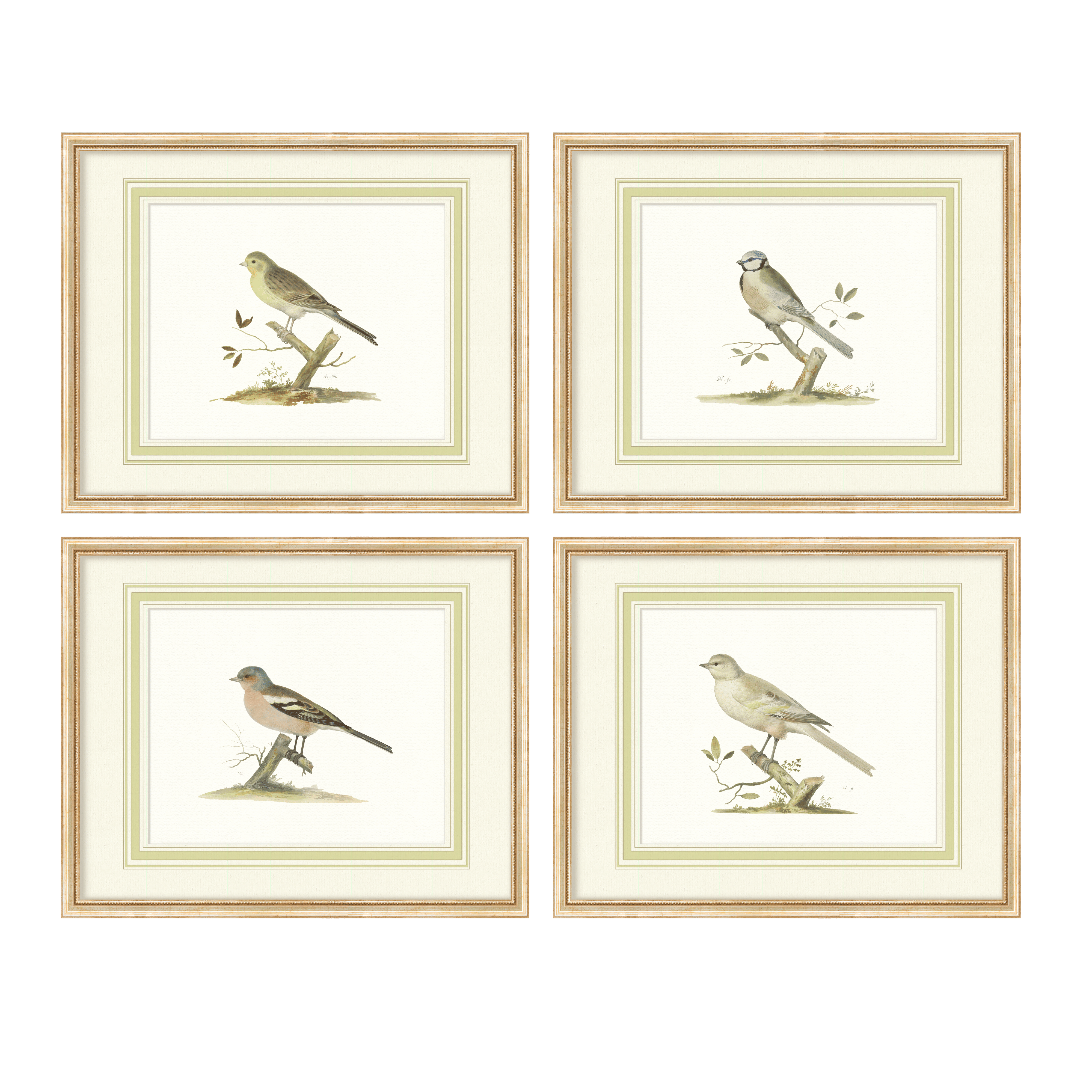 Aviary - Curated Set of 4