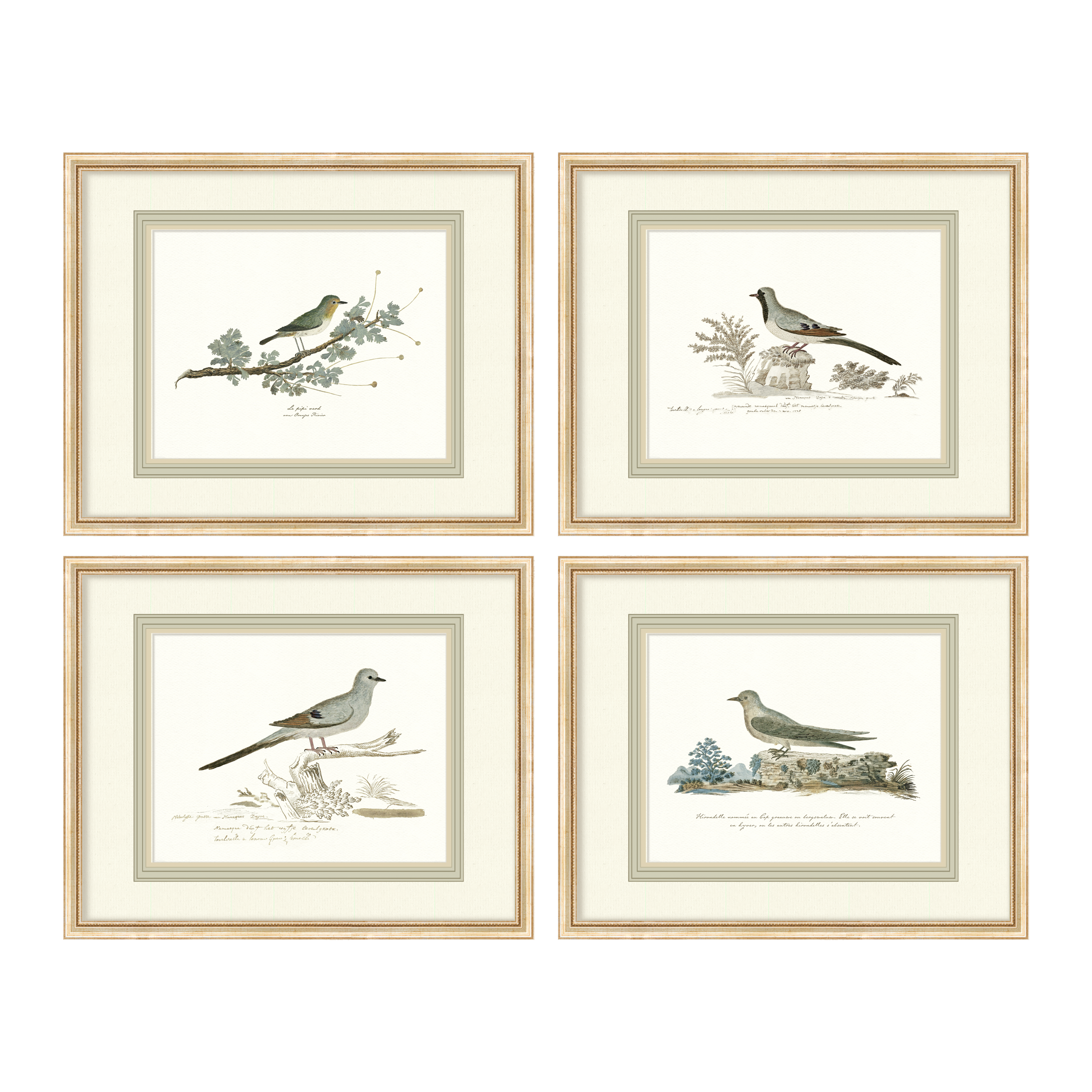 Birds + Botanicals - Curated Set of 4 Birds