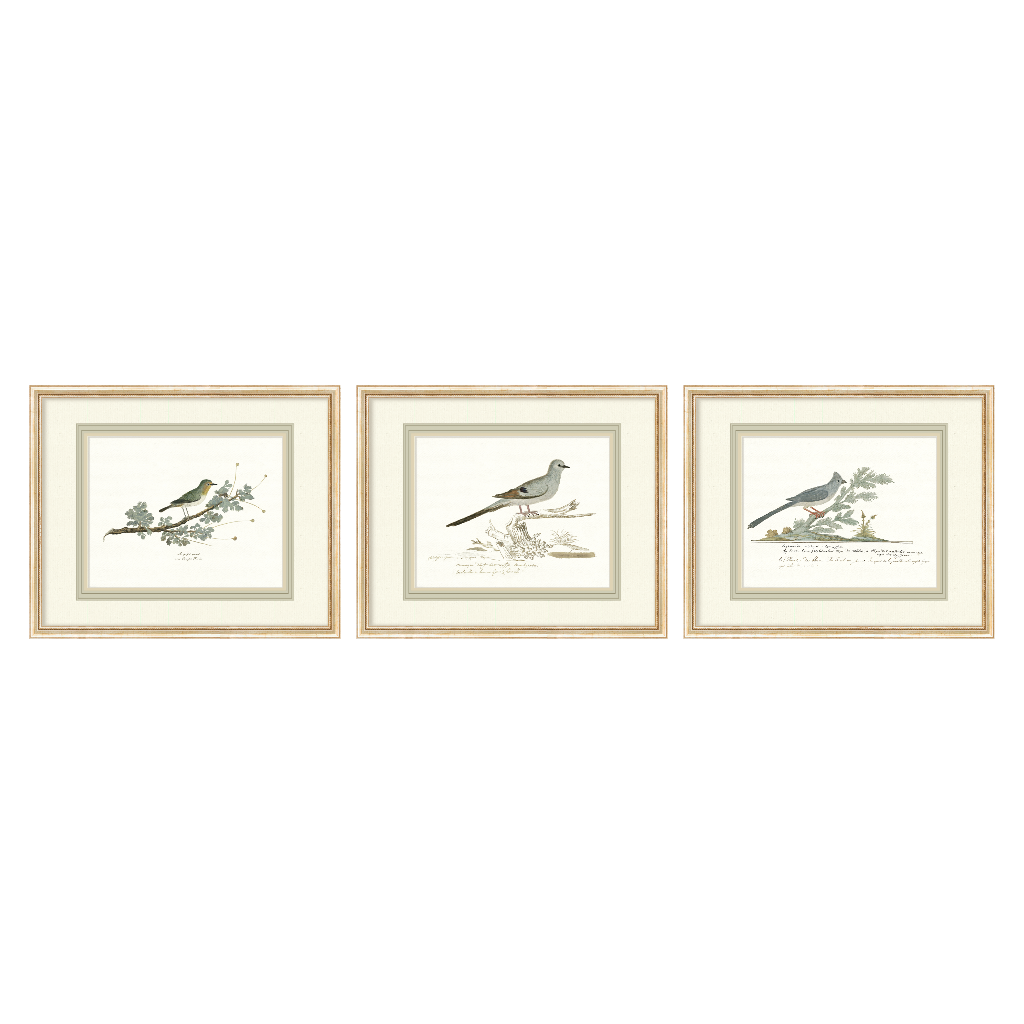 Birds + Botanicals - Curated Set of 3 Birds