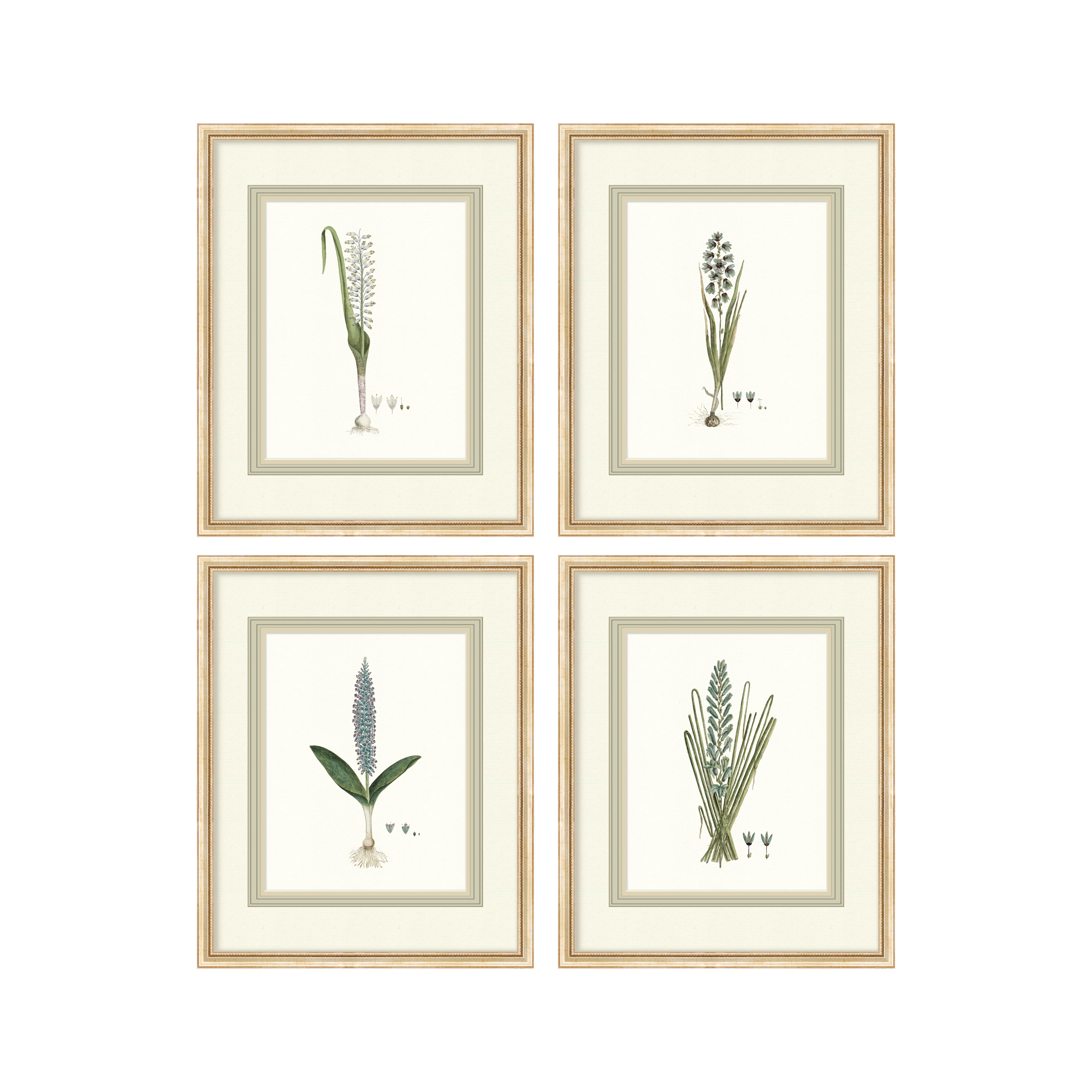 Birds + Botanicals - Hyacinth