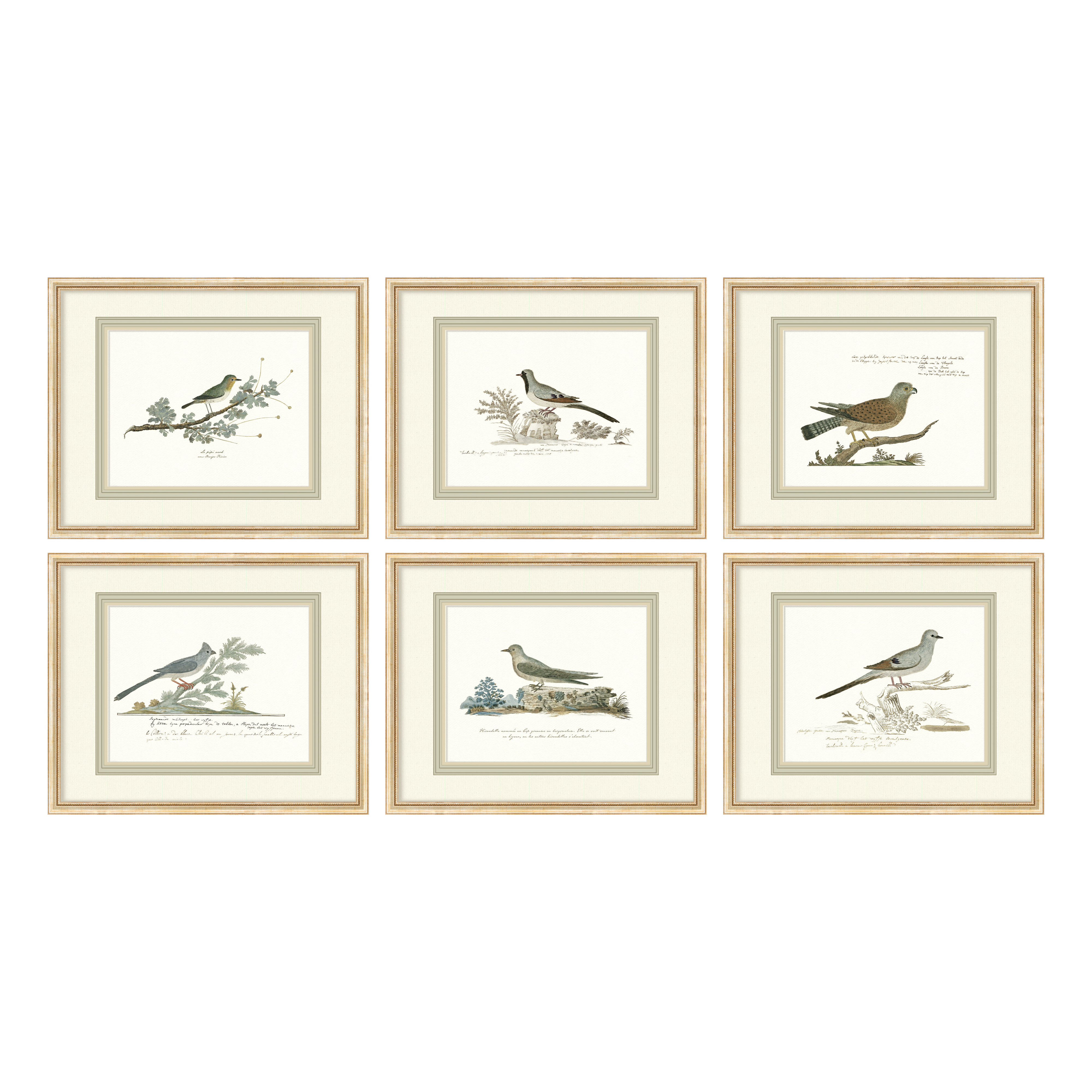 Birds + Botanicals - Curated Set of 6 Birds