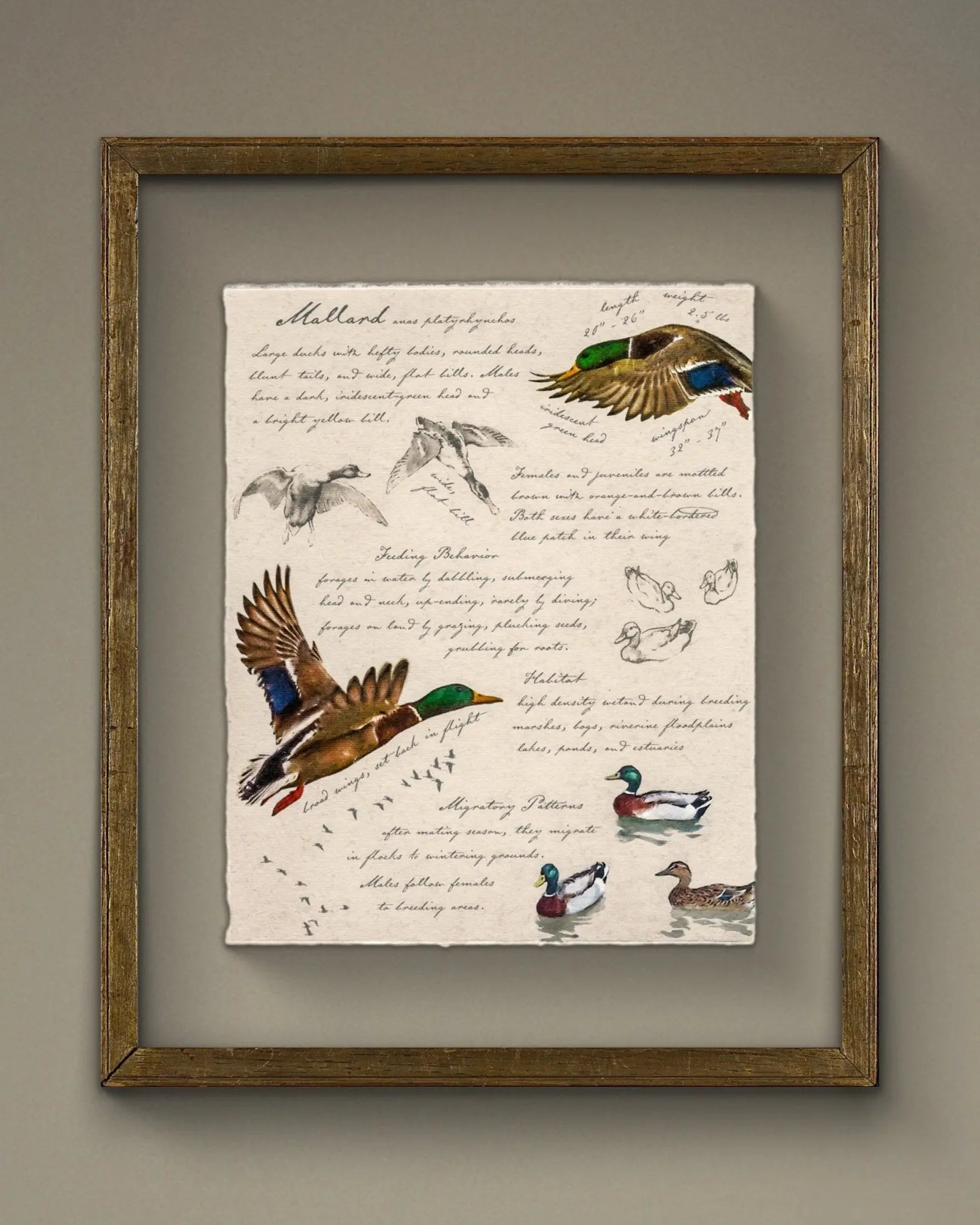 Vintage Field Guide Art Prints: American Waterfowl + Game Birds - Emblem Atelier