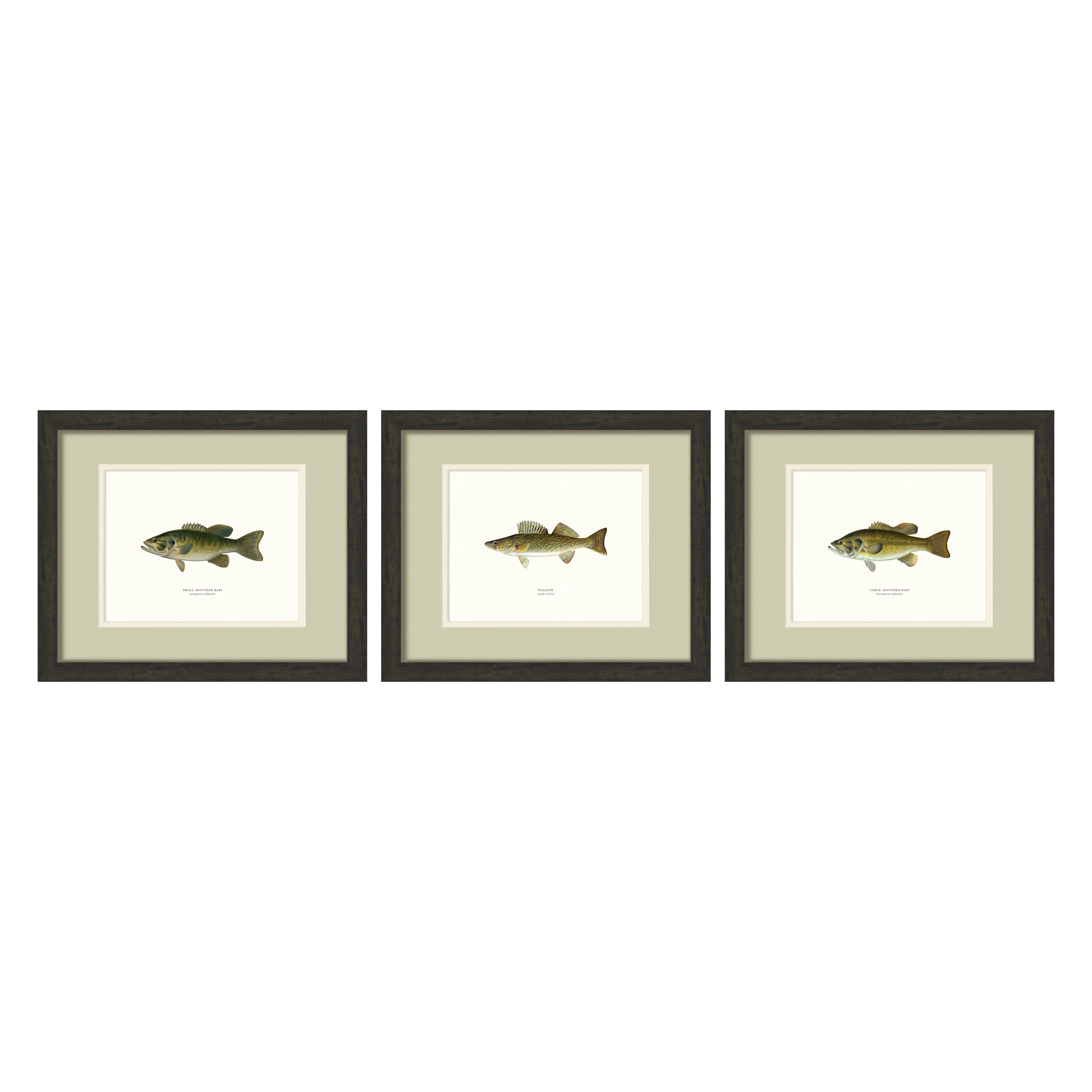 Freshwater Fish Illustrations - Small-Mouthed Bass