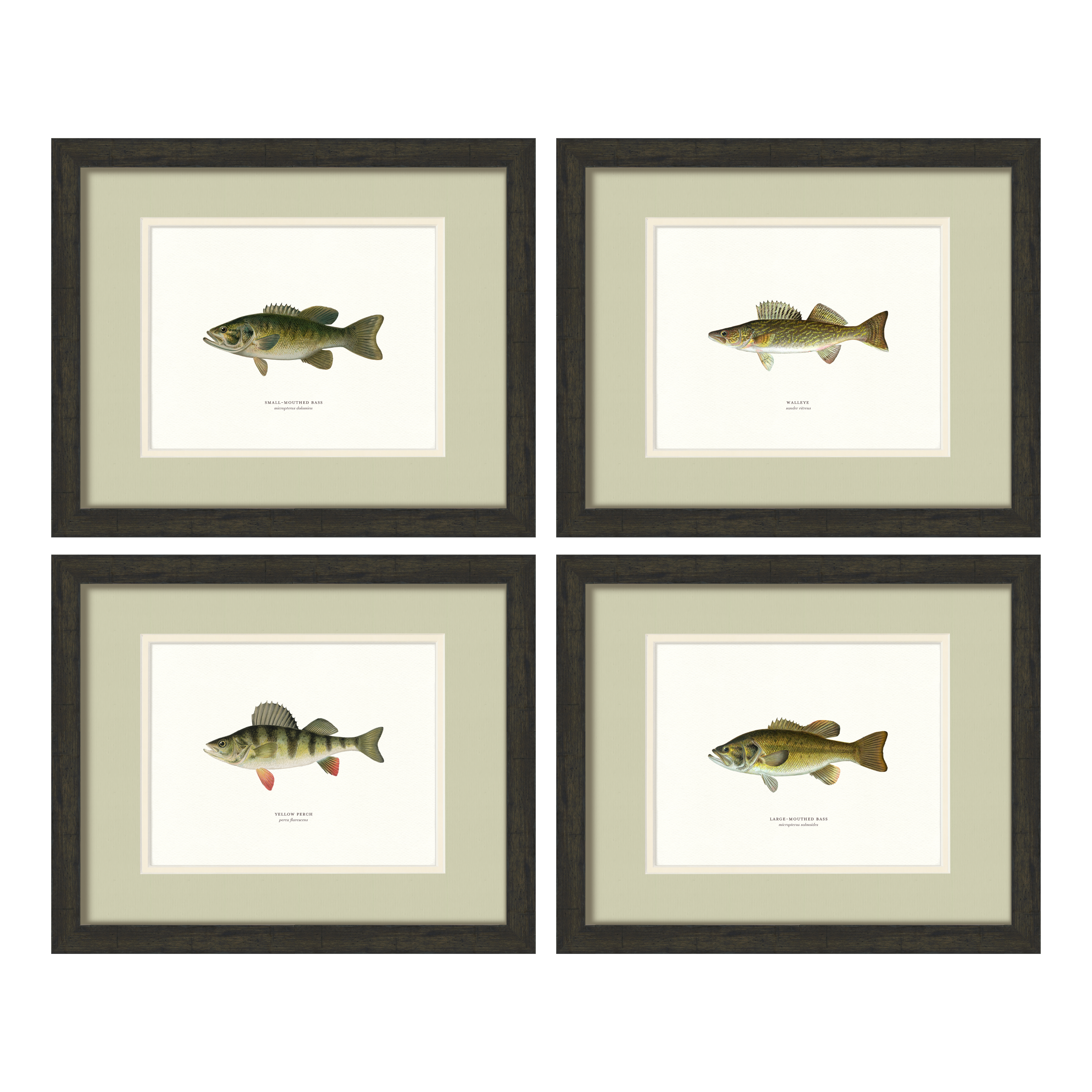 Freshwater Fish Illustrations - Small-Mouthed Bass