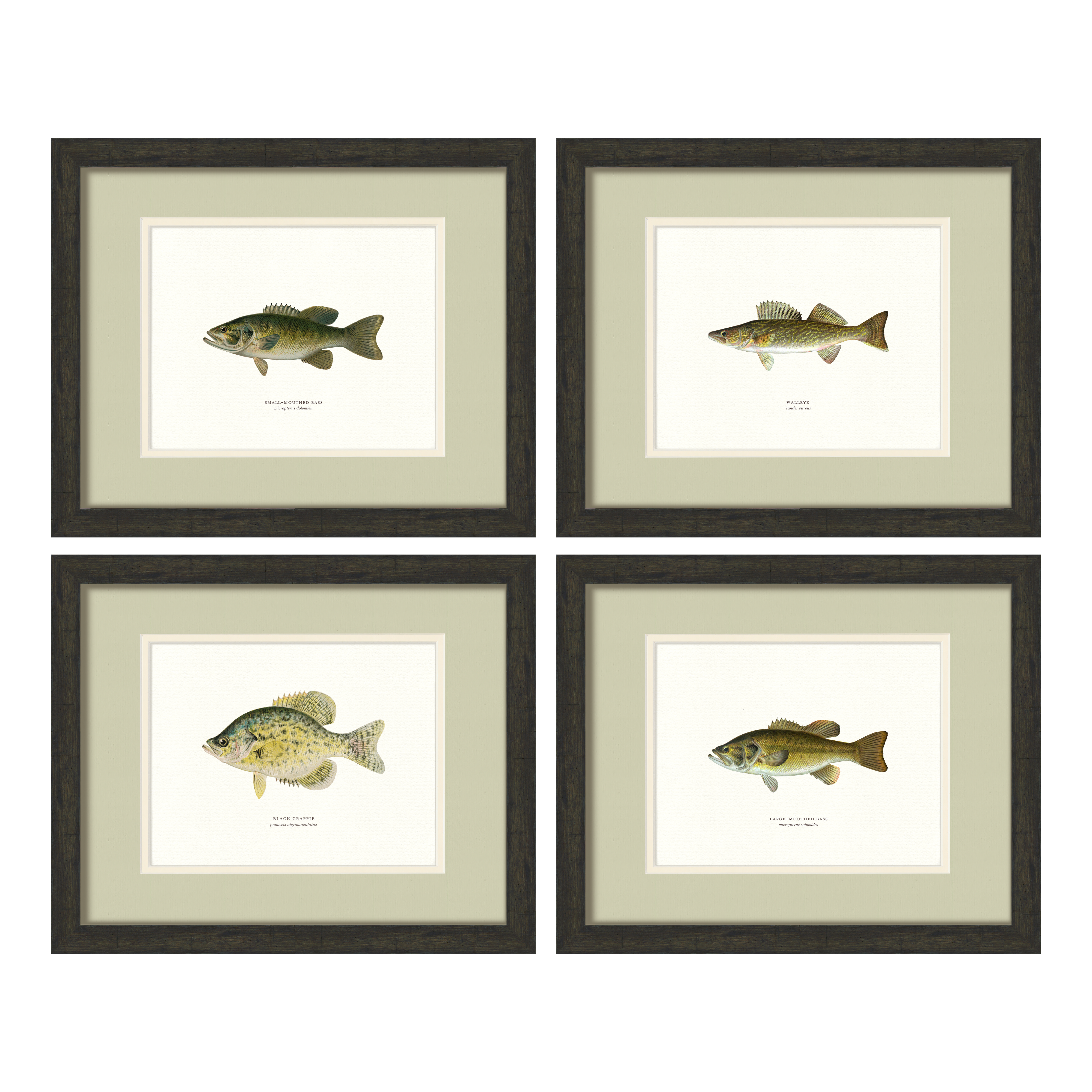 Freshwater Fish Illustrations - Set of 4