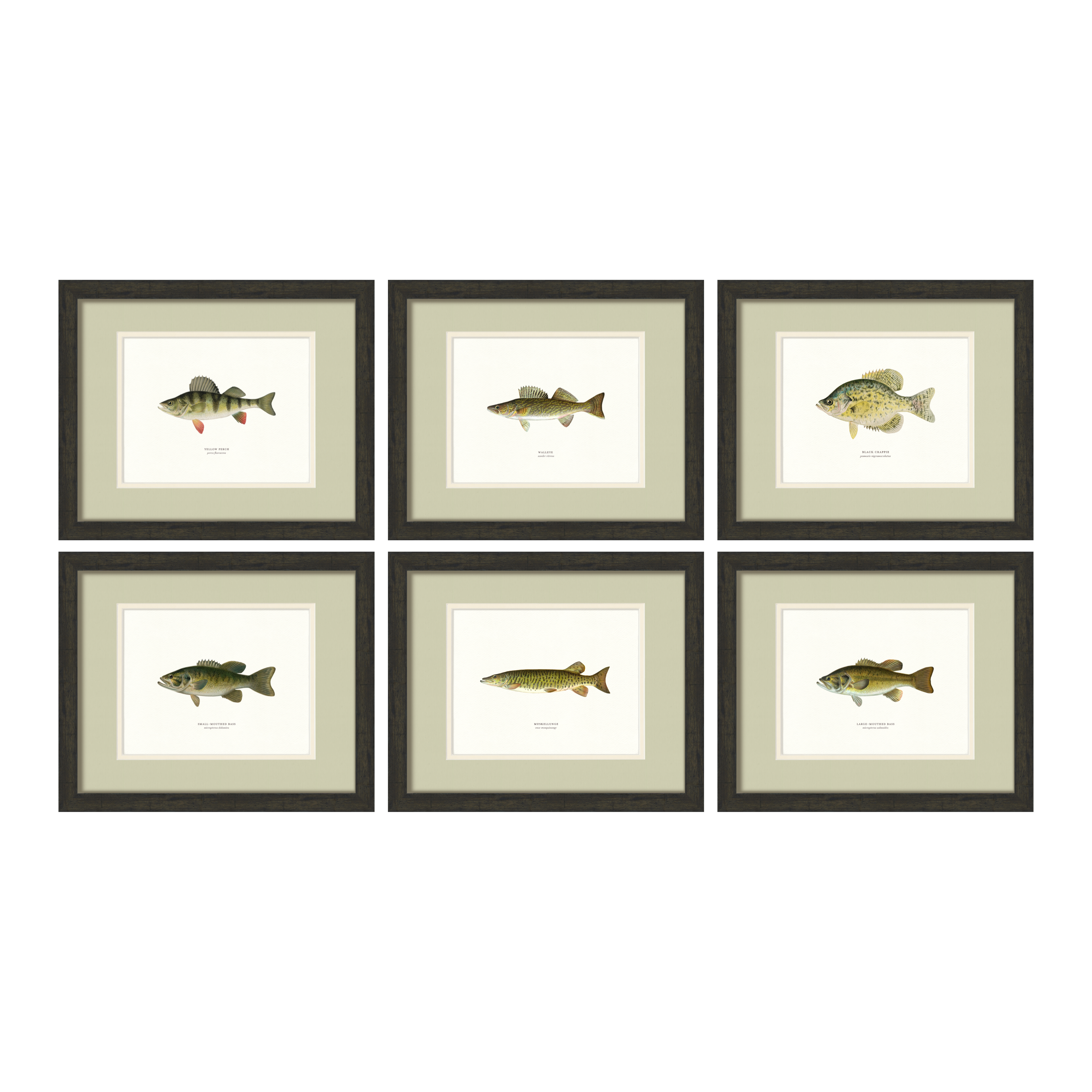 Freshwater Fish Illustrations - Set of 6