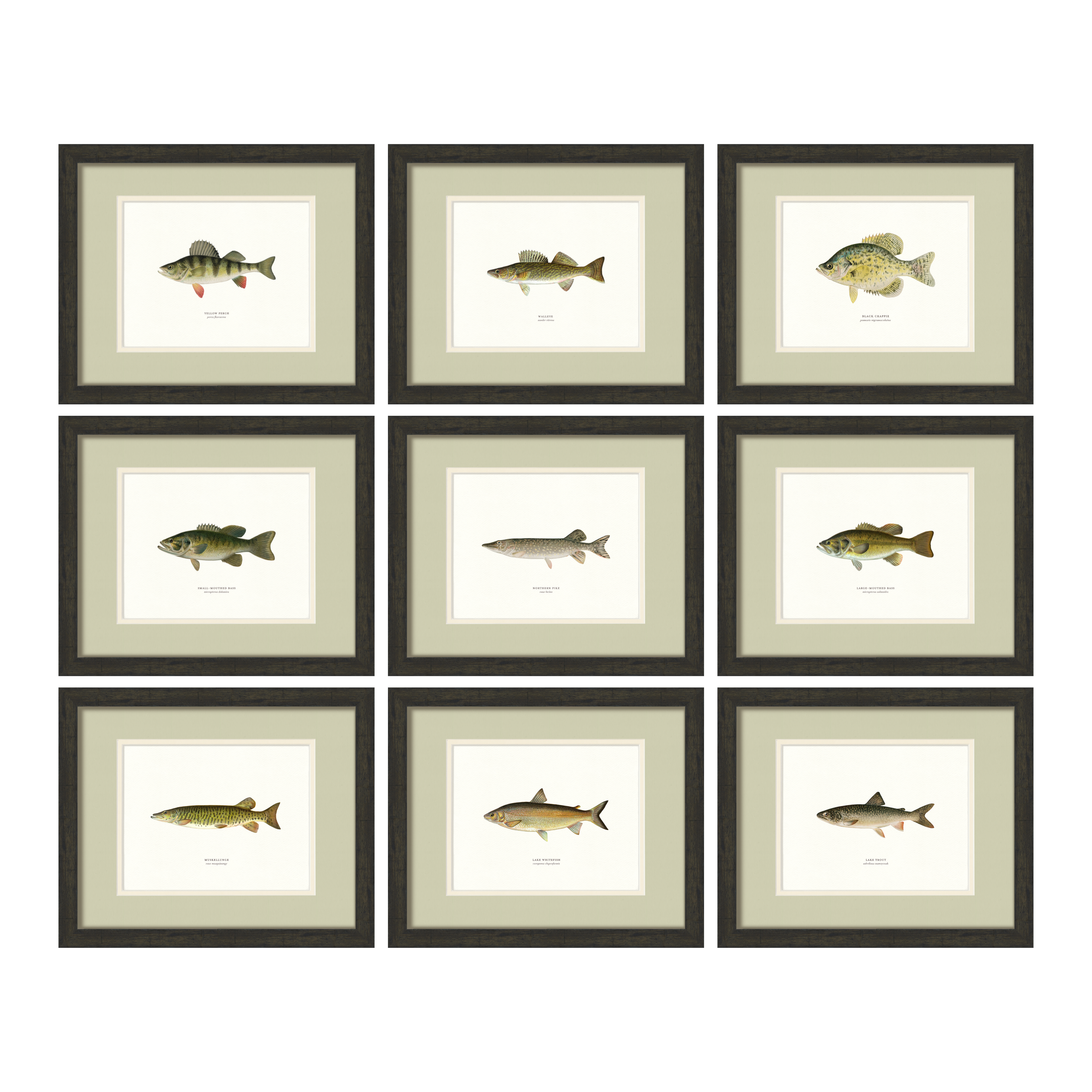 Freshwater Fish Illustrations - Set of 9