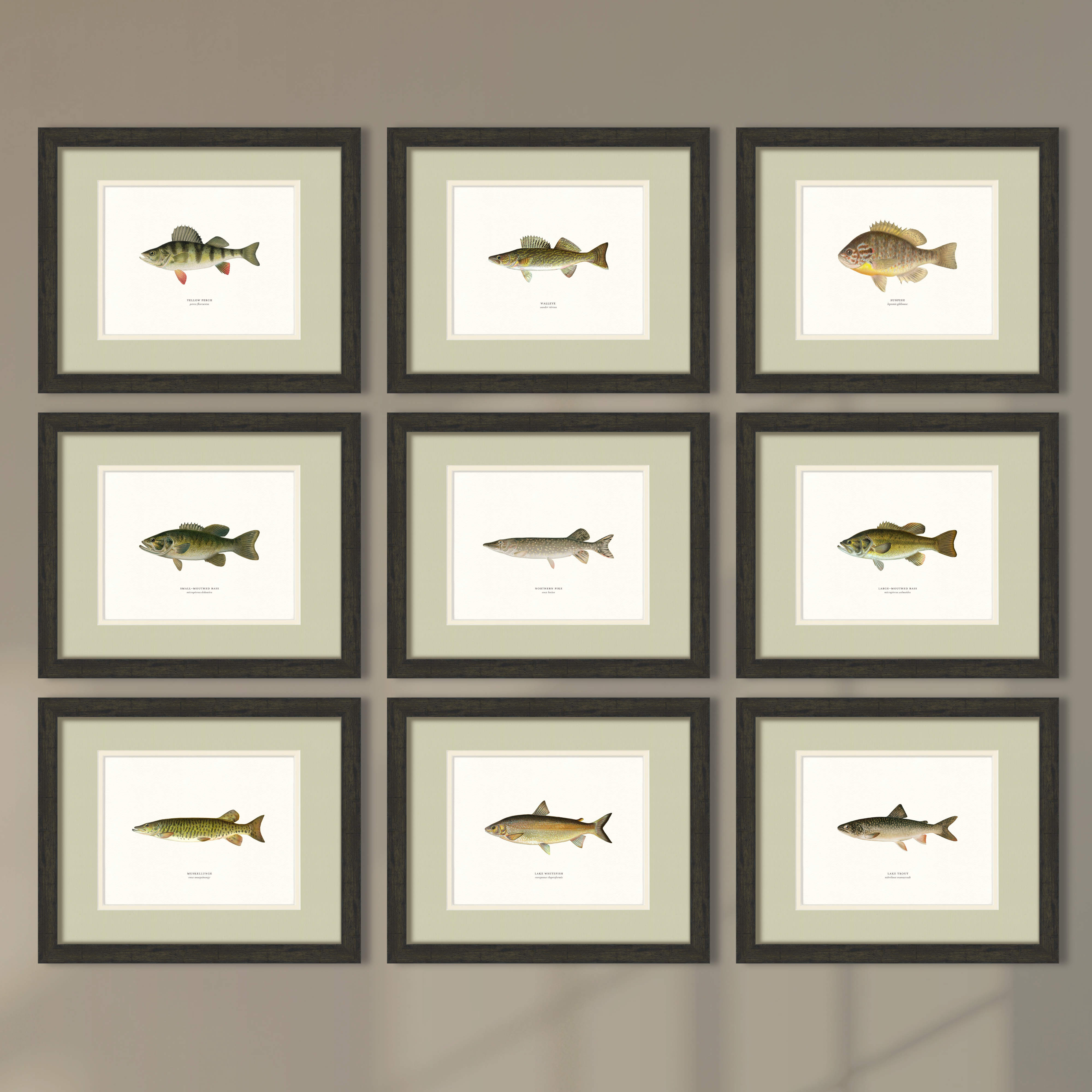 Freshwater Fish Illustrations - Lake Trout