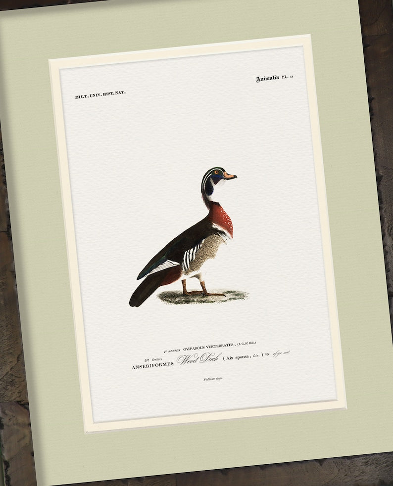 Vintage Naturalist Illustrations: North American Ducks