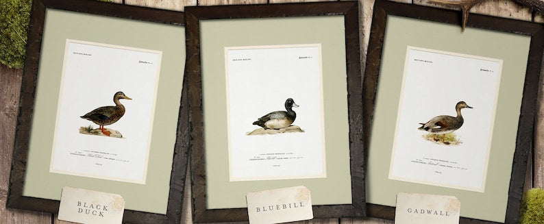 Vintage Naturalist Illustrations: North American Ducks