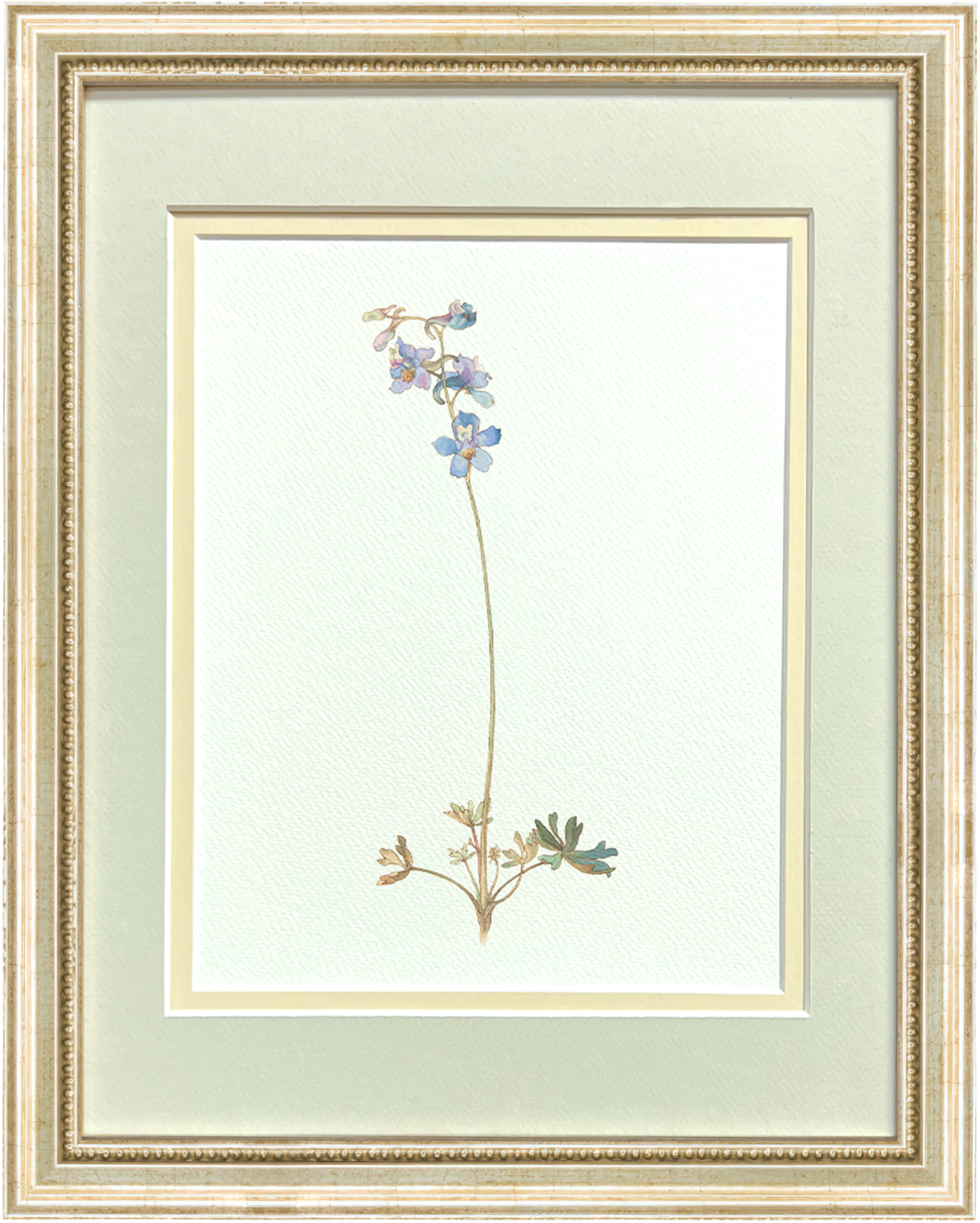 Watercolor Botanical Illustrations - Larkspur Delphinium