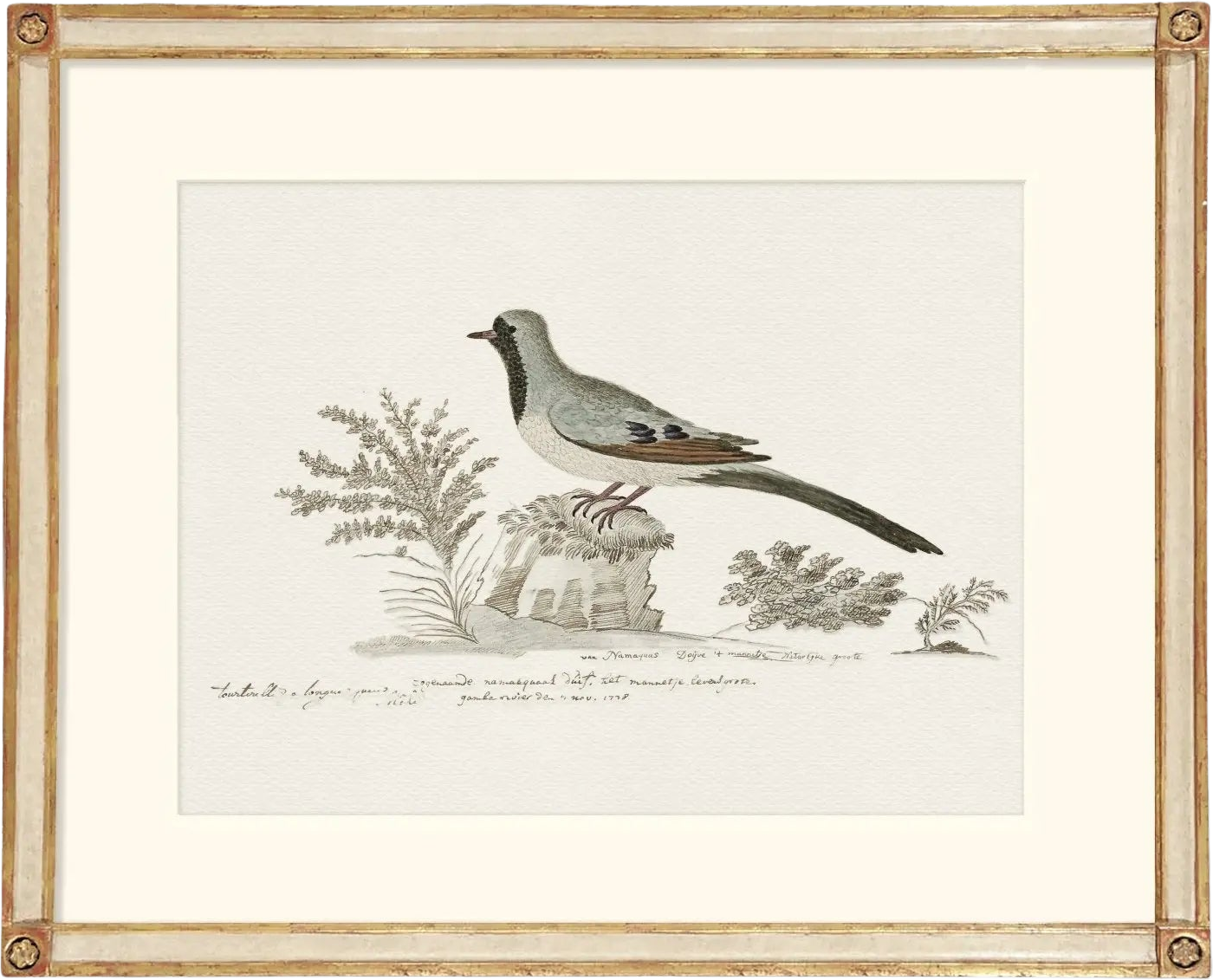 Botanicals & Birds - Namaqua Dove