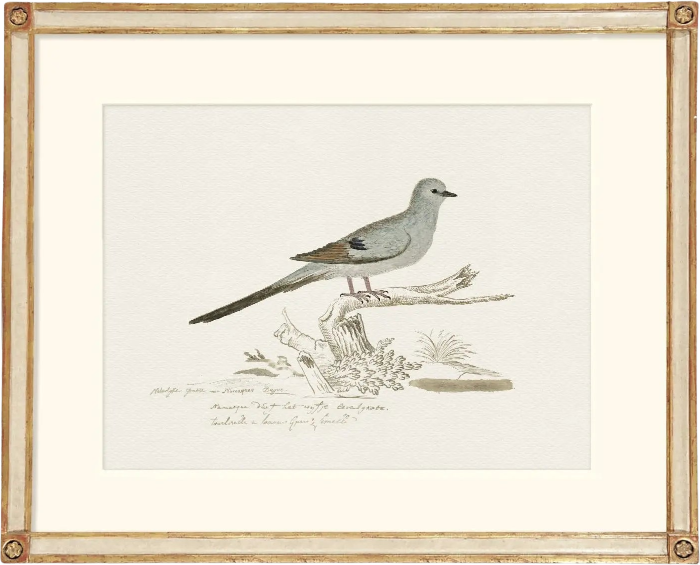 Botanicals & Birds - Dove