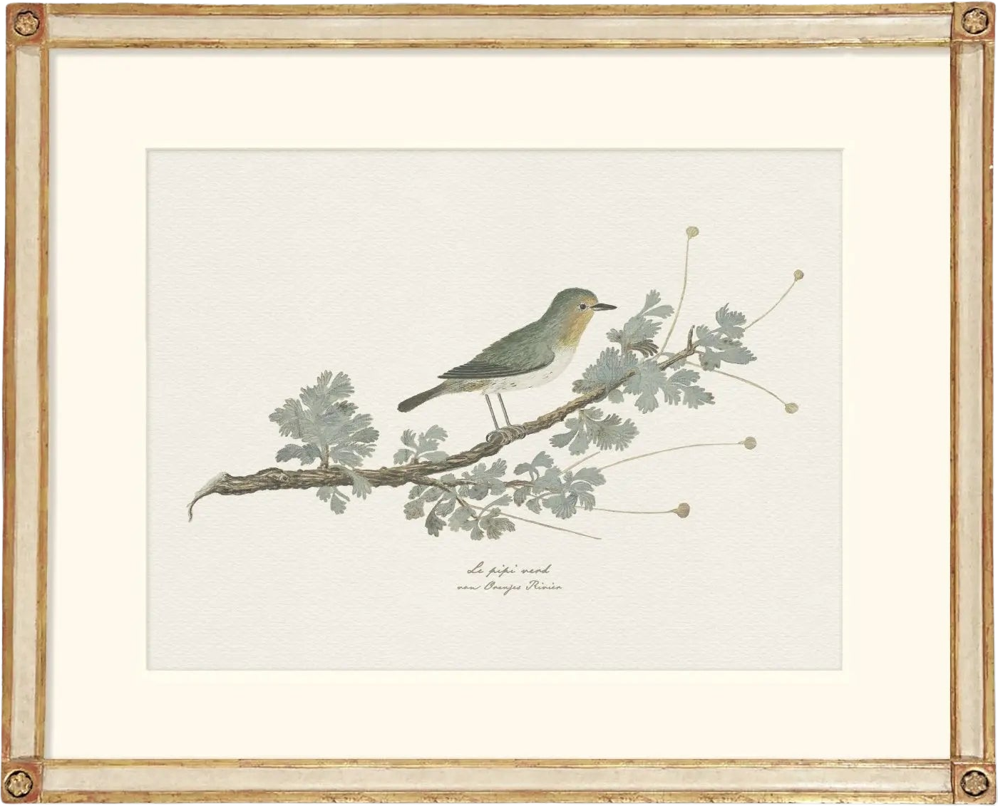 Botanicals & Birds - Orange River Bird