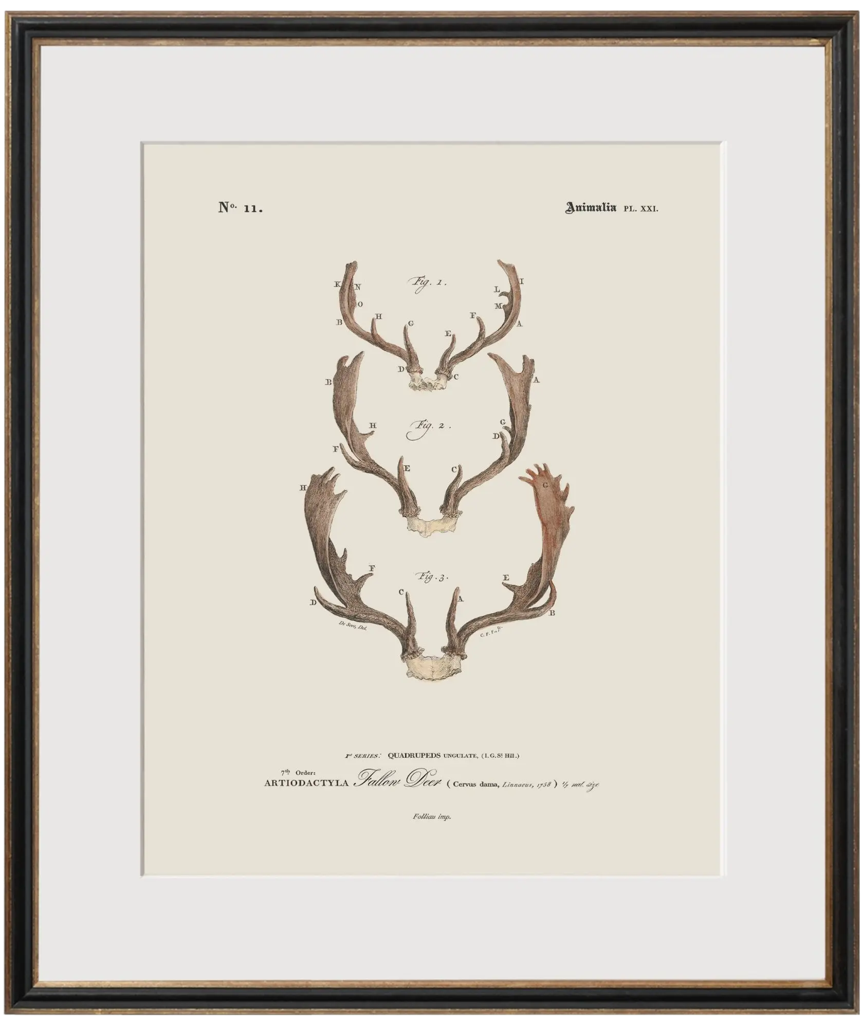 Big Game Antlers - Fallow Deer