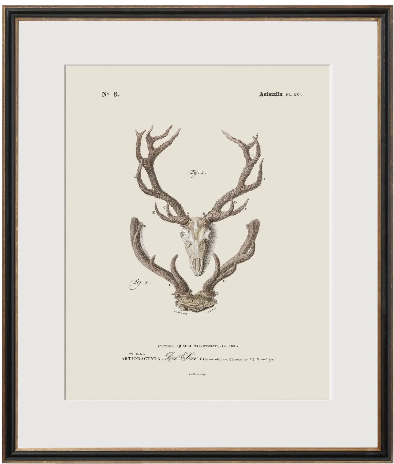 Big Game Antlers - Red Deer #8